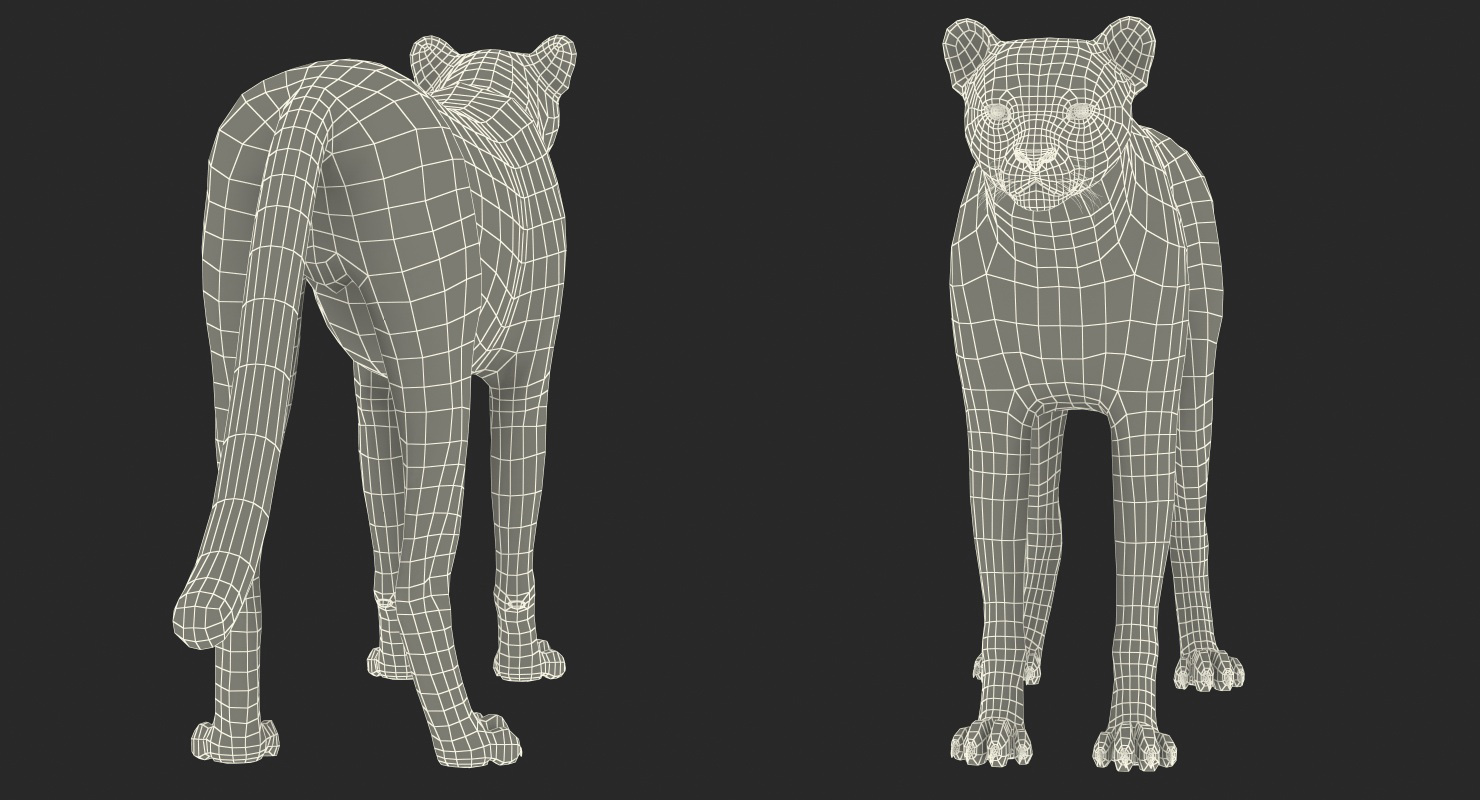 3D Cheetah Rigged with Fur model