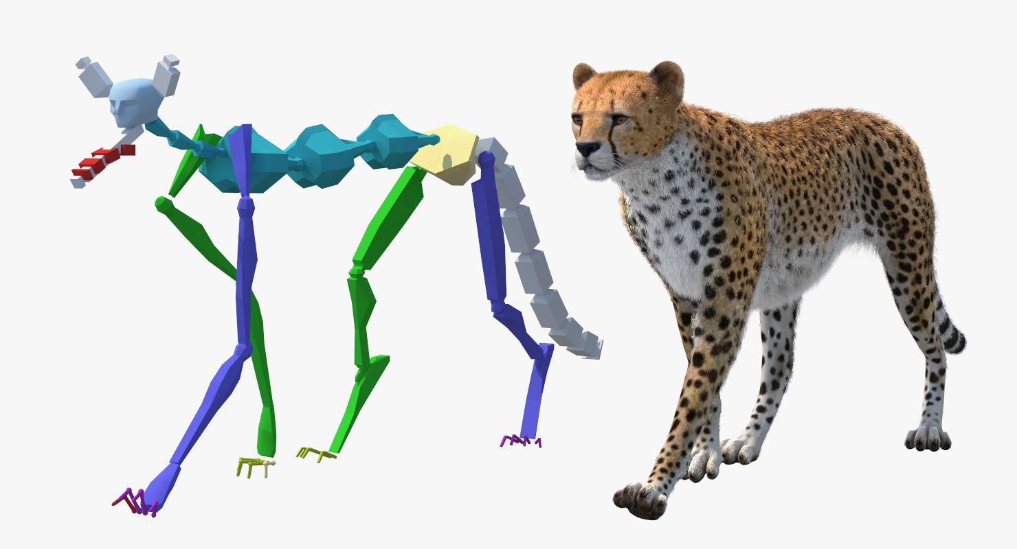 3D Cheetah Rigged with Fur model