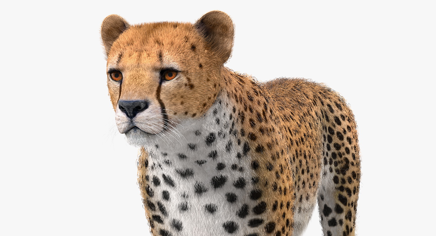 3D Cheetah Rigged with Fur model