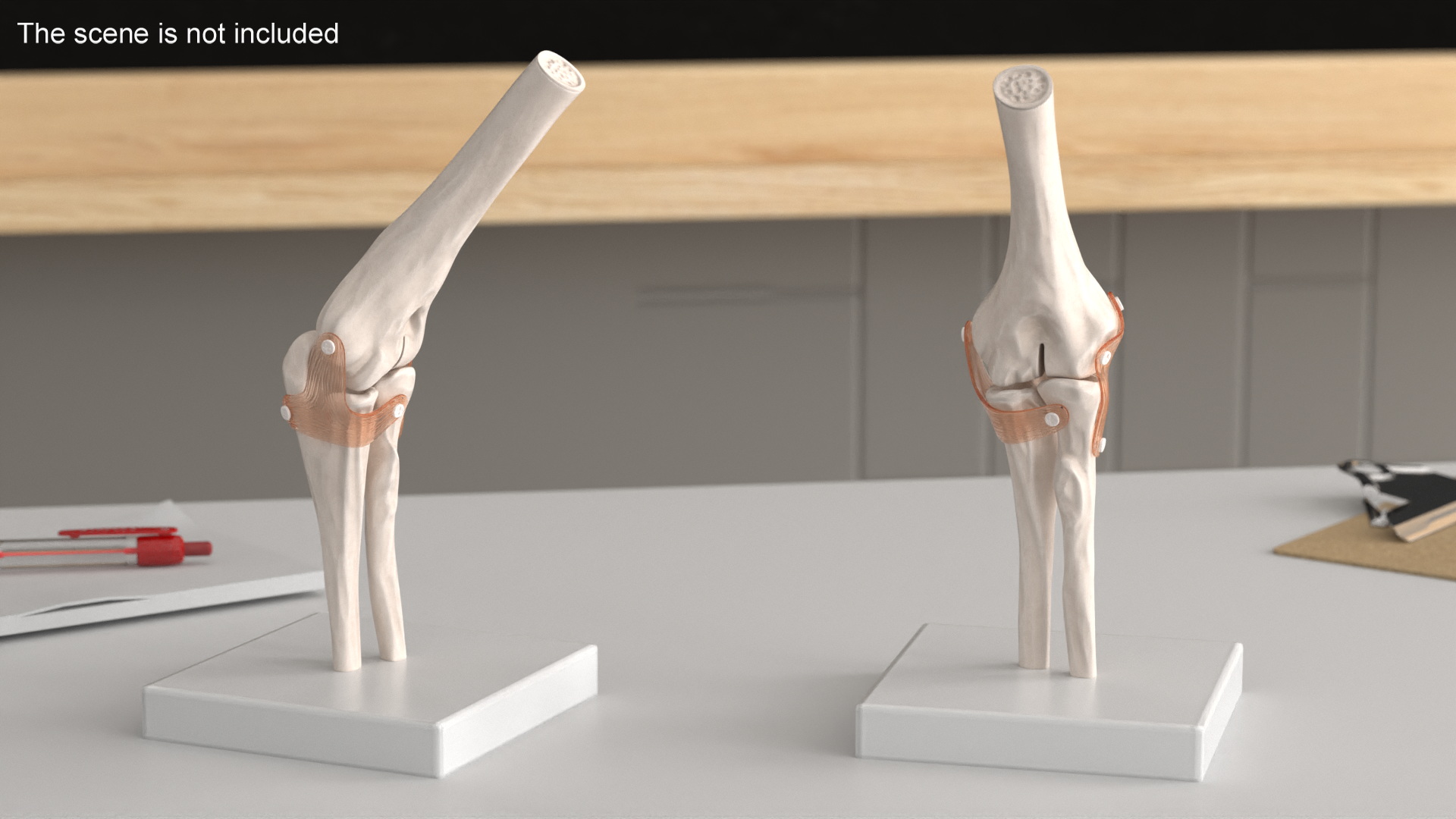 3D Elbow Joint