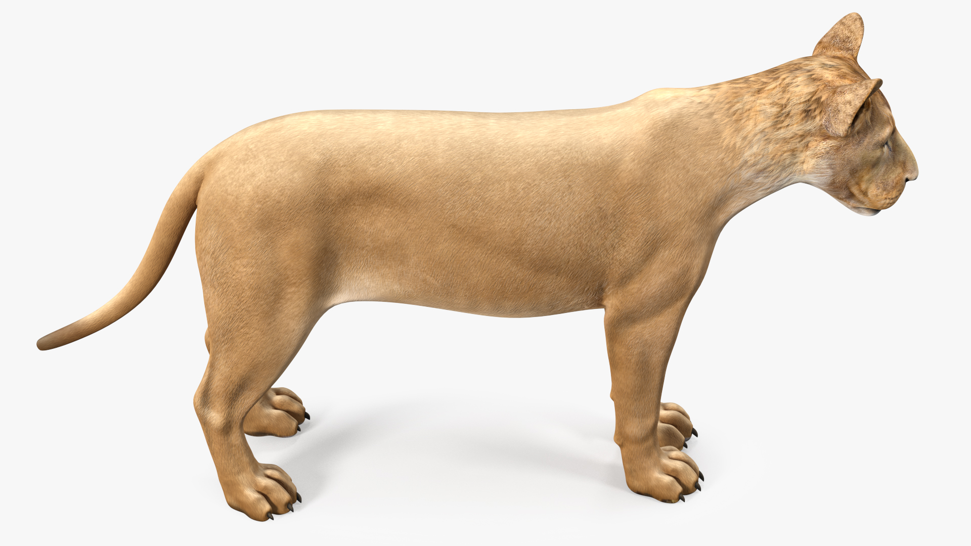 3D model Young Lion