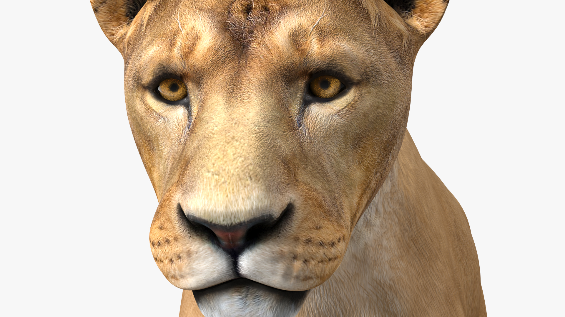 3D model Young Lion