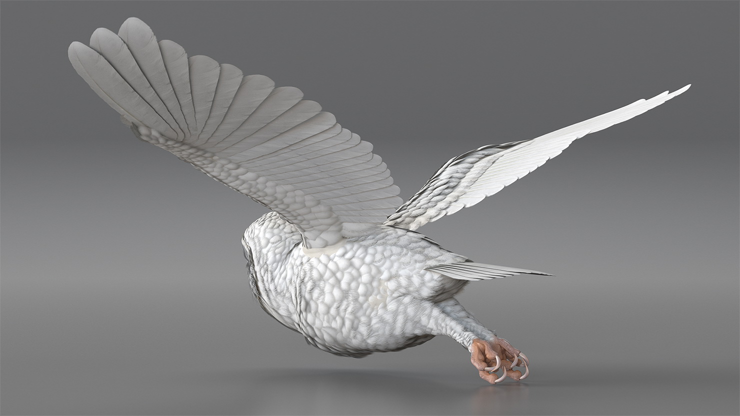 3D White Barn Owl Flying