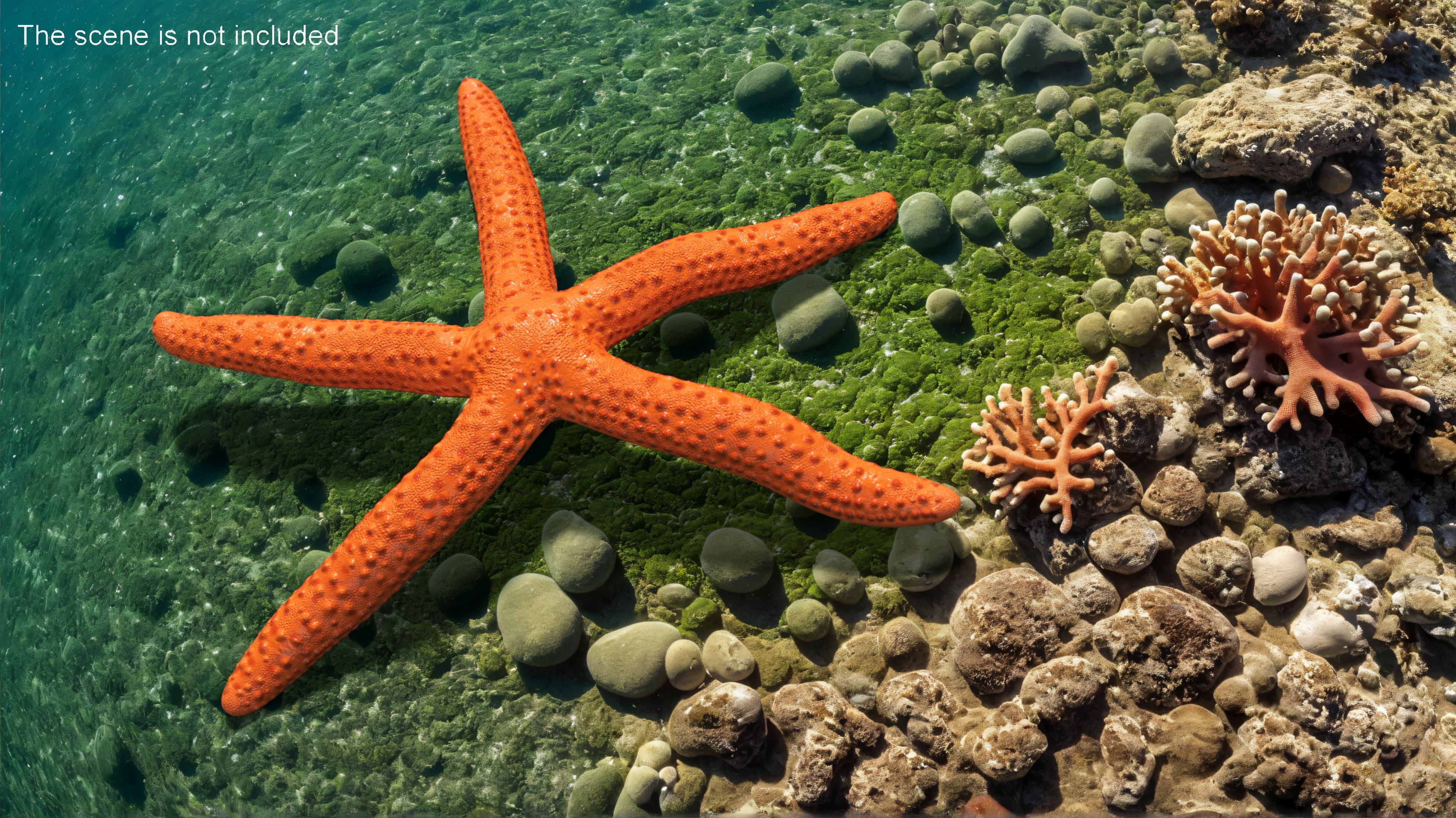 3D Red Starfish Lying Pose model