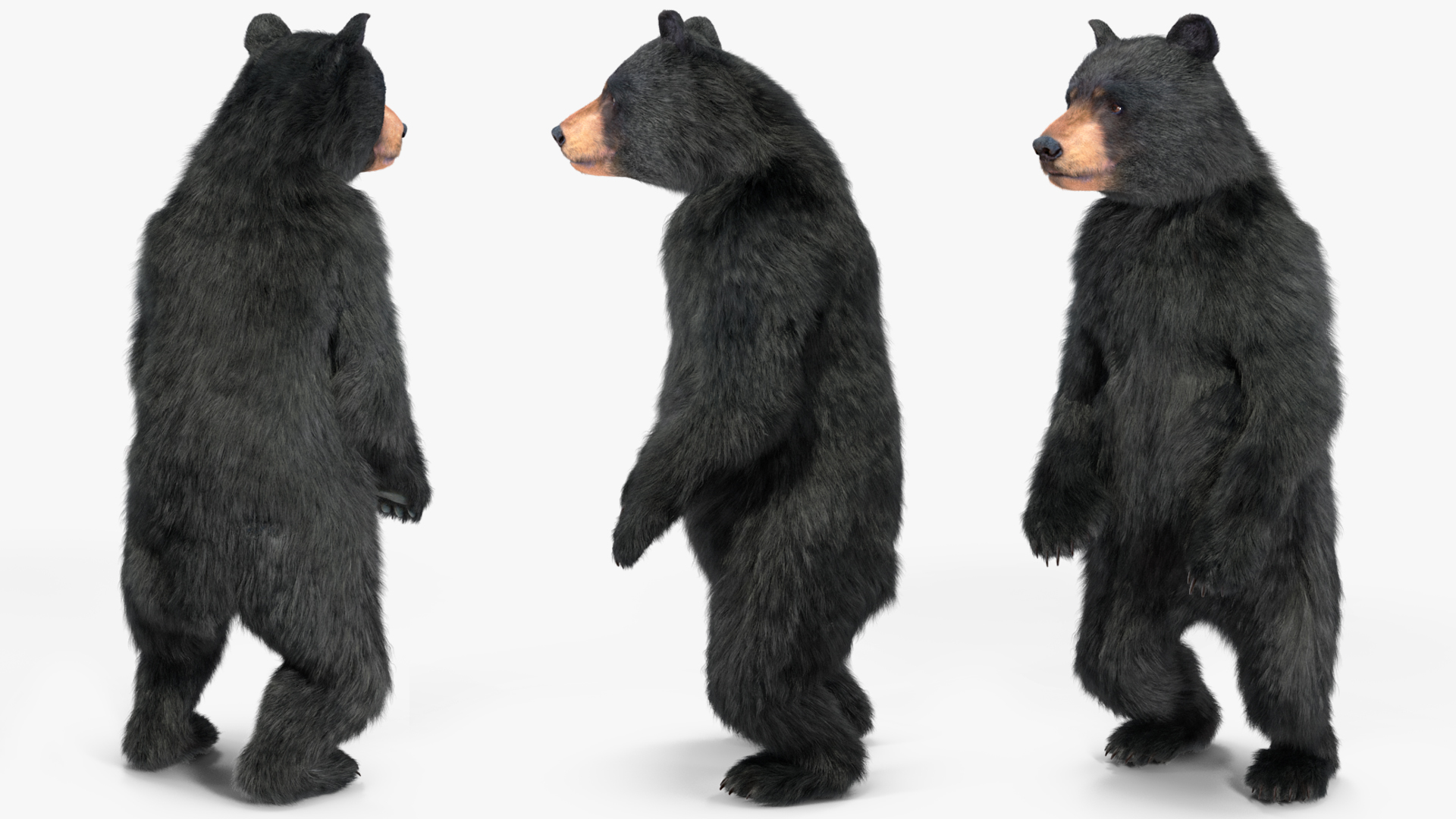 Standing Young Black Bear Fur 3D model