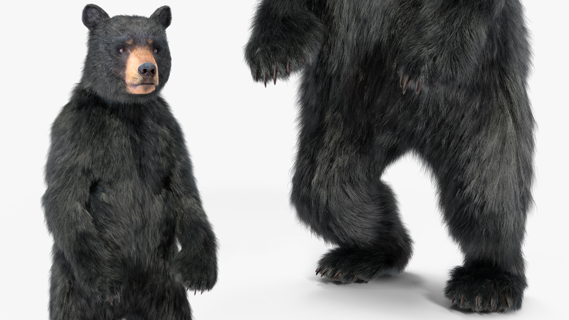 Standing Young Black Bear Fur 3D model