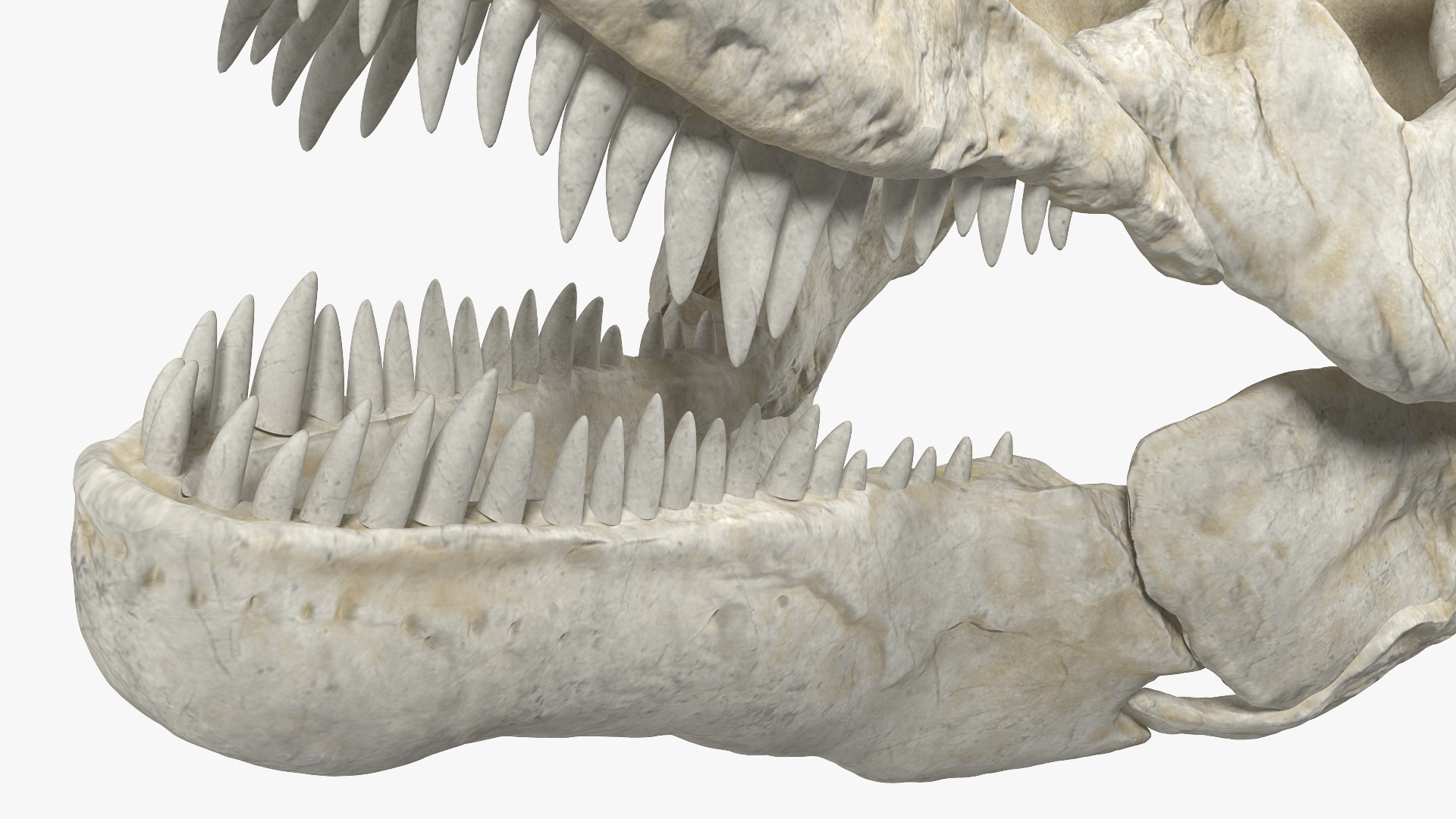 3D Tyrannosaurus Rex Skull model