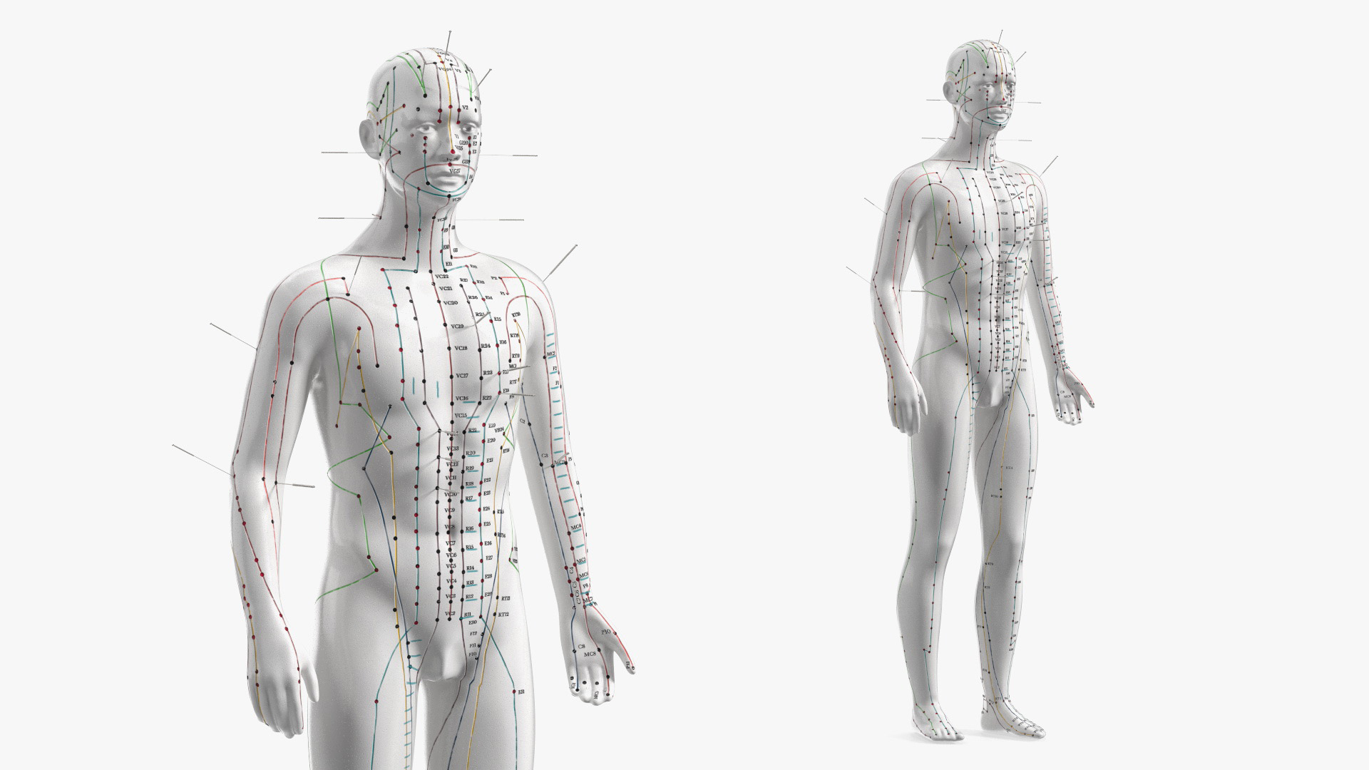 3D Male Acupuncture Anatomy Chart with Needles model