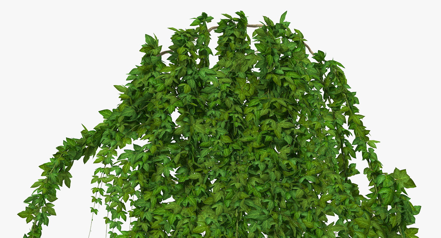 Ivy Hanging Greenery Bushes 3D