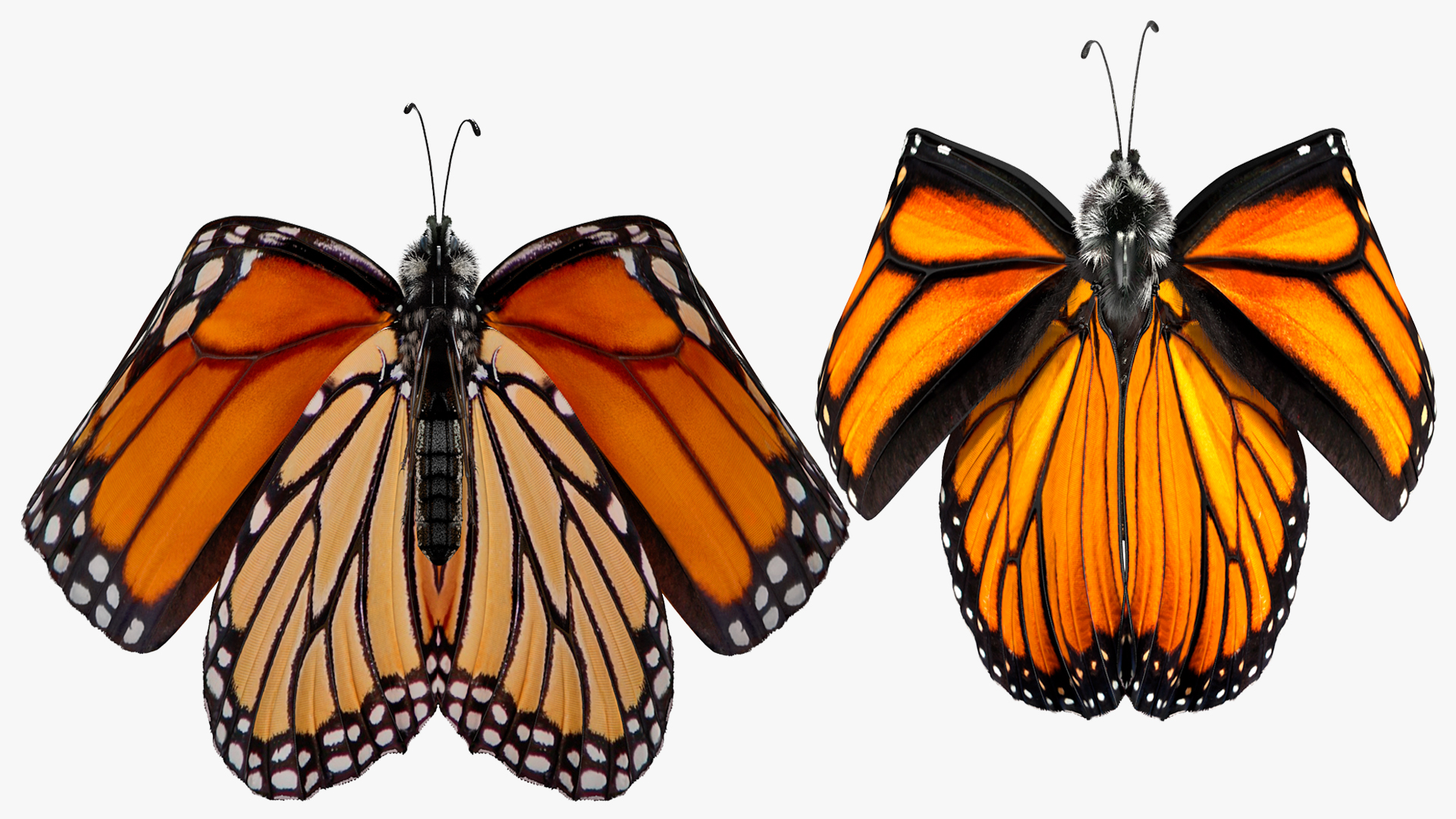 Animated Flying Monarch Butterfly Fur Rigged 3D model