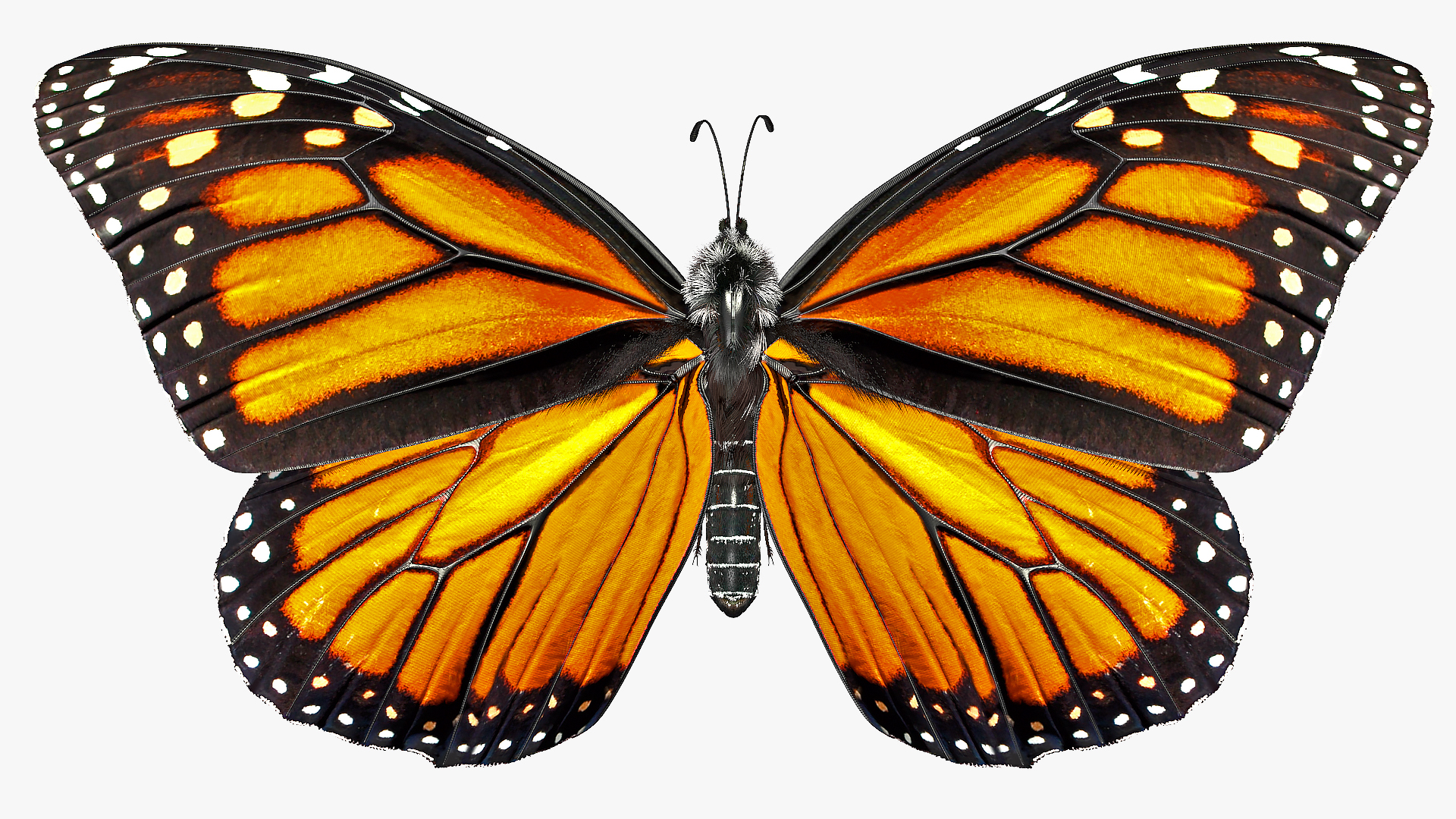 Animated Flying Monarch Butterfly Fur Rigged 3D model