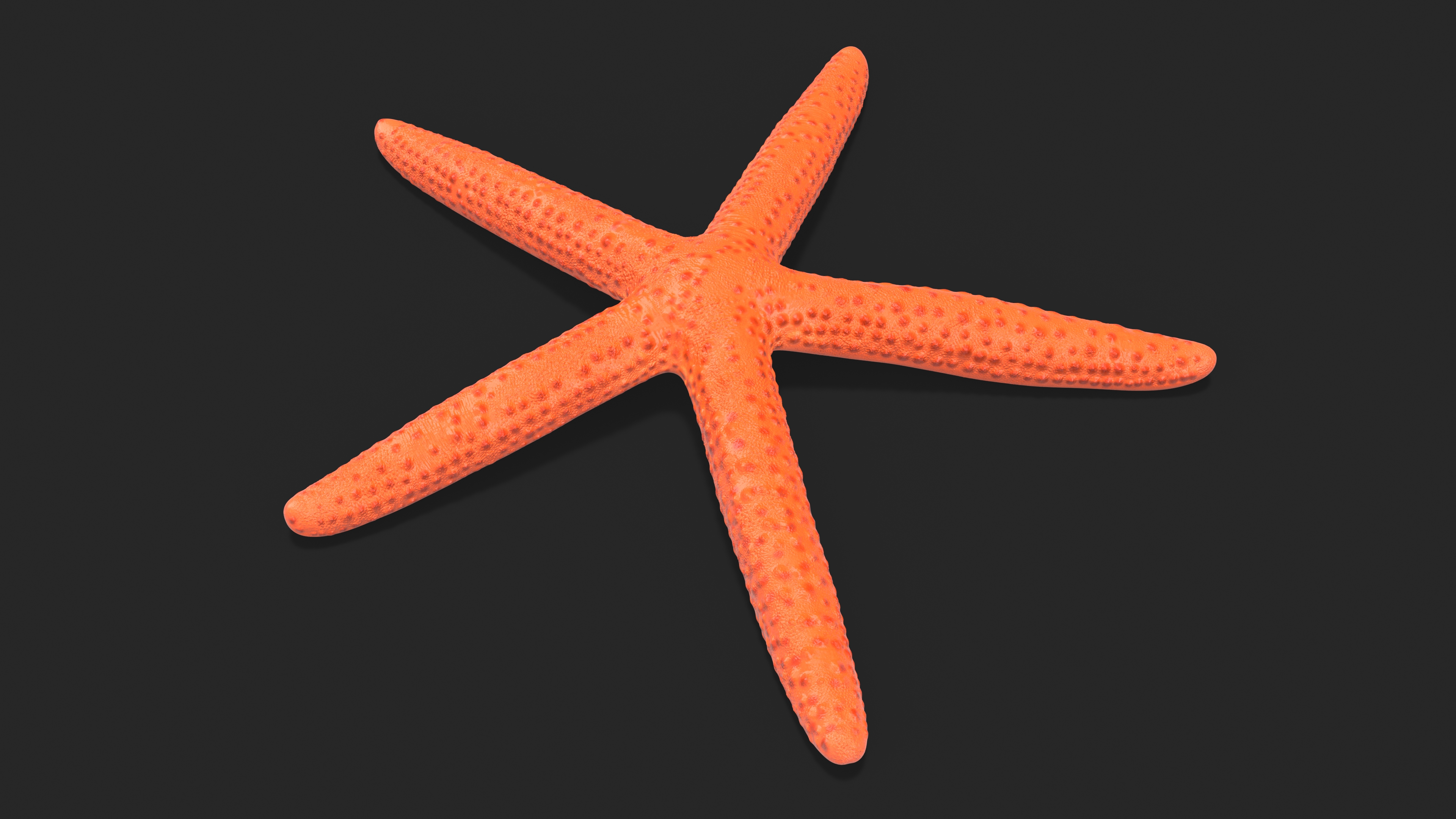 Red Sea Star Rigged 3D model