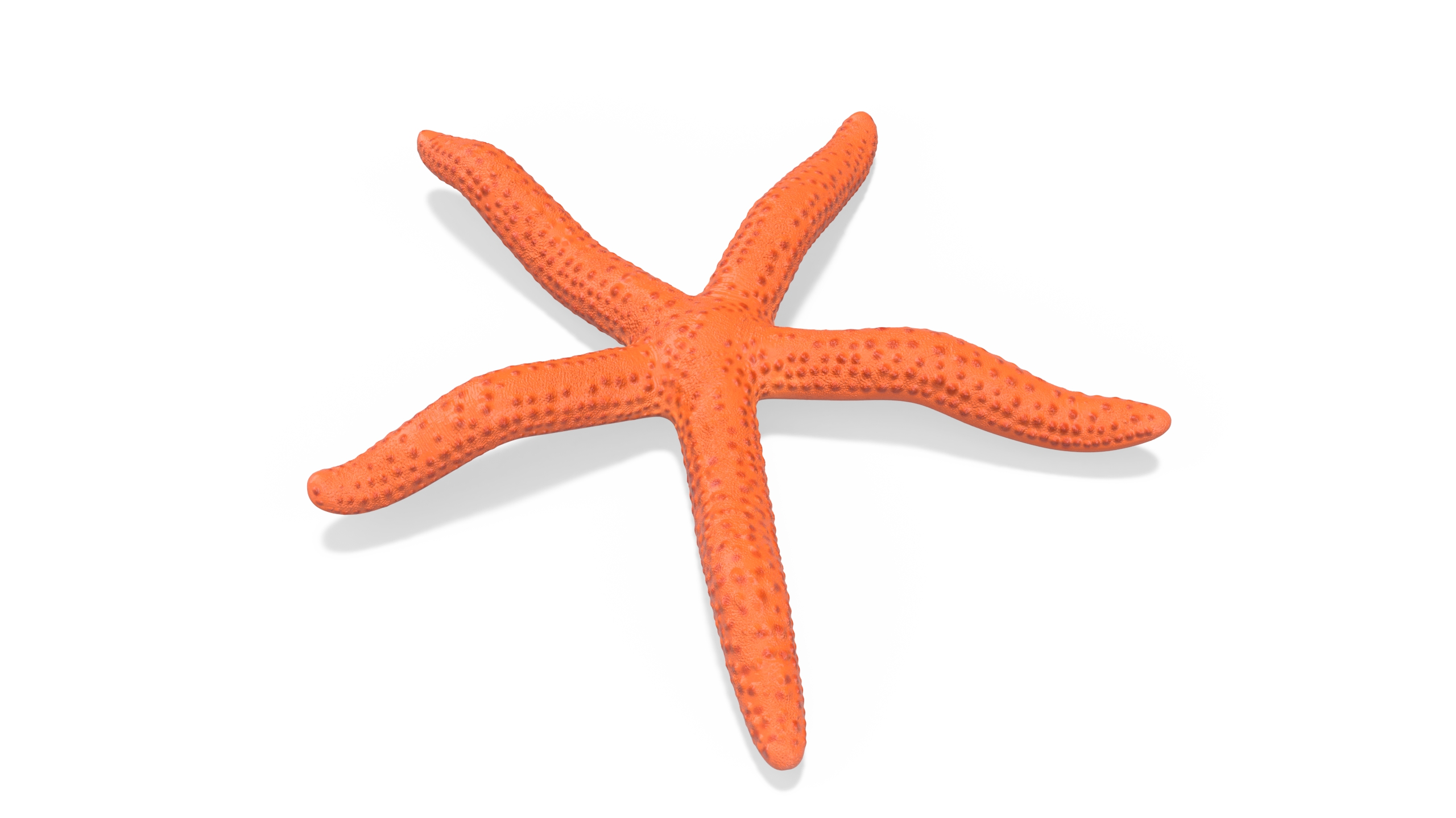 Red Sea Star Rigged 3D model