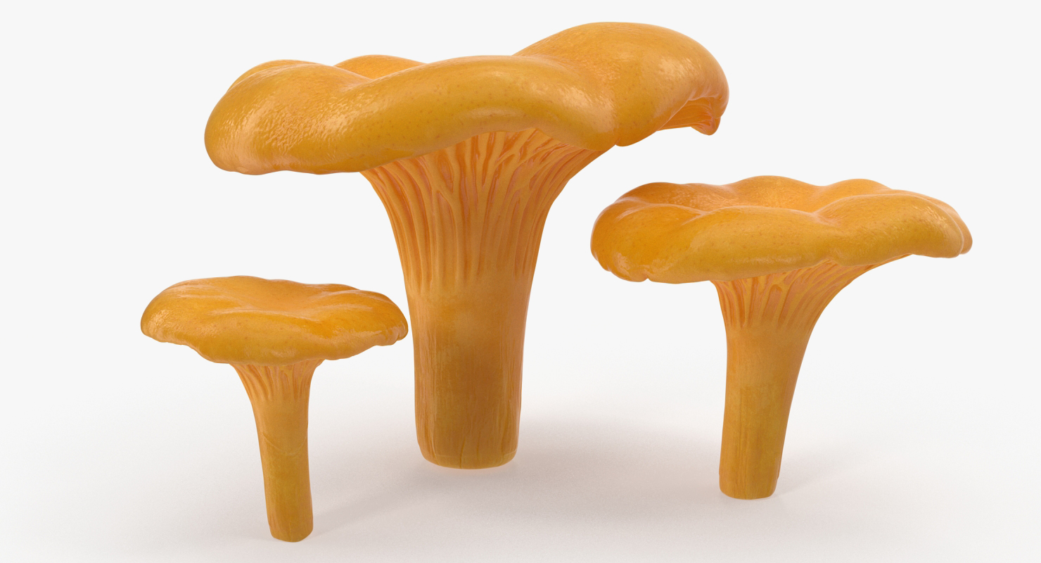 3D model Chanterelle Mushrooms Set