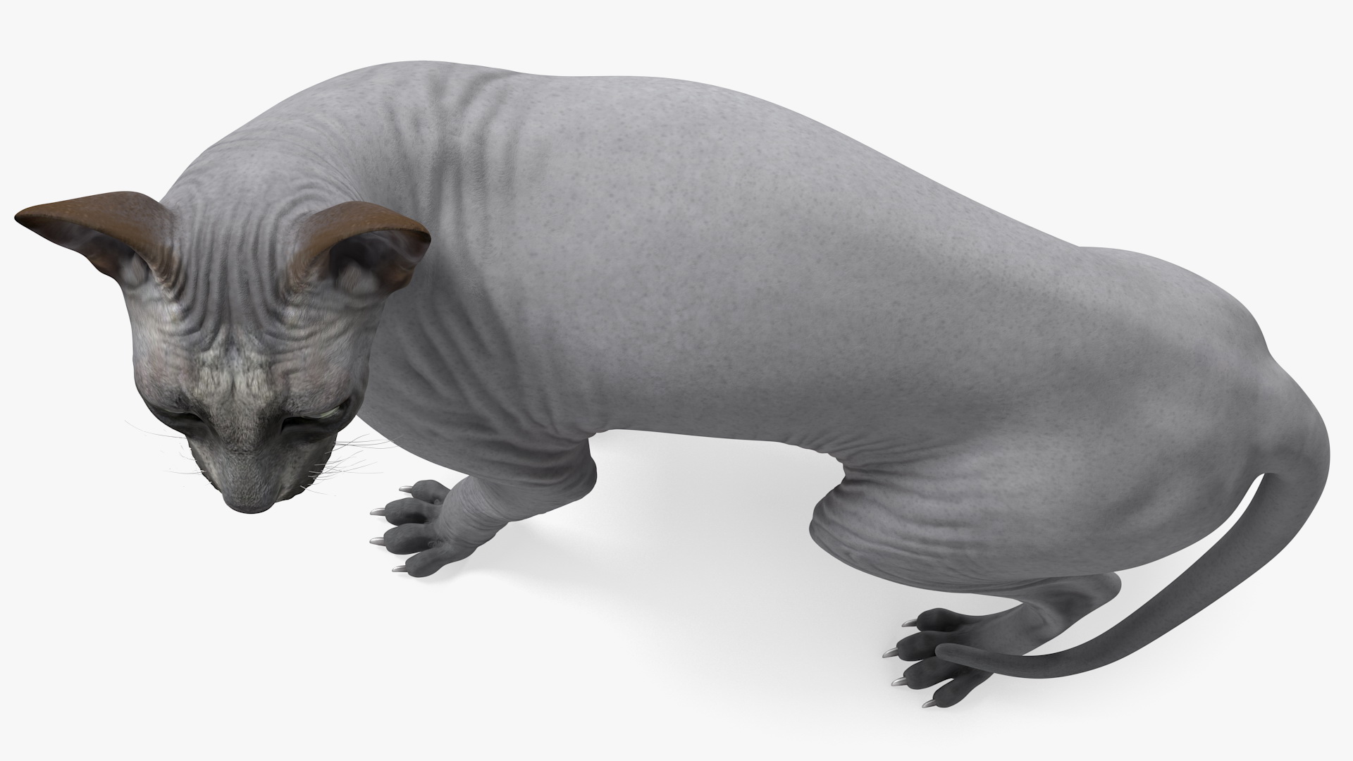 3D Sphynx Cat Black