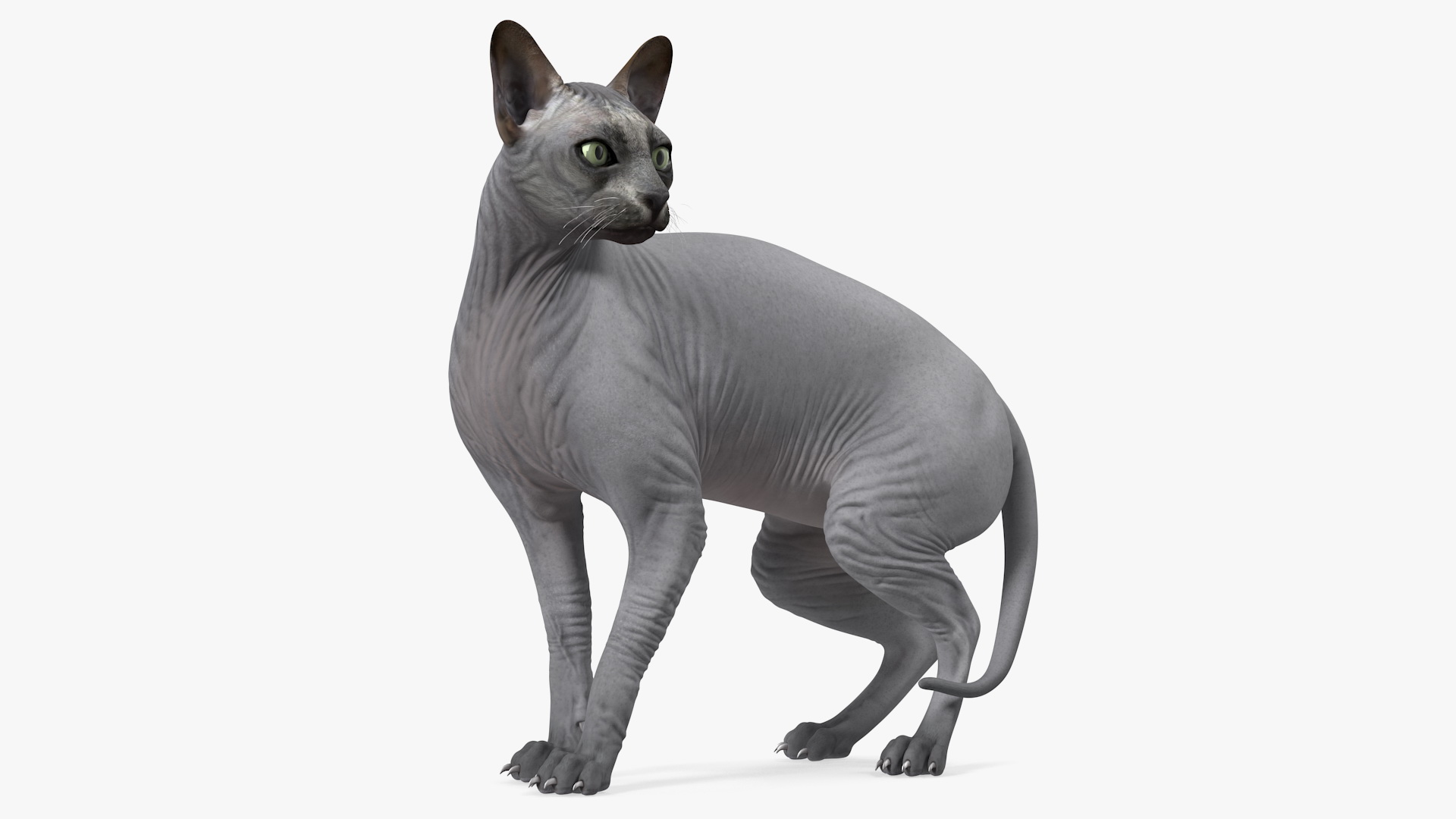 3D Sphynx Cat Black