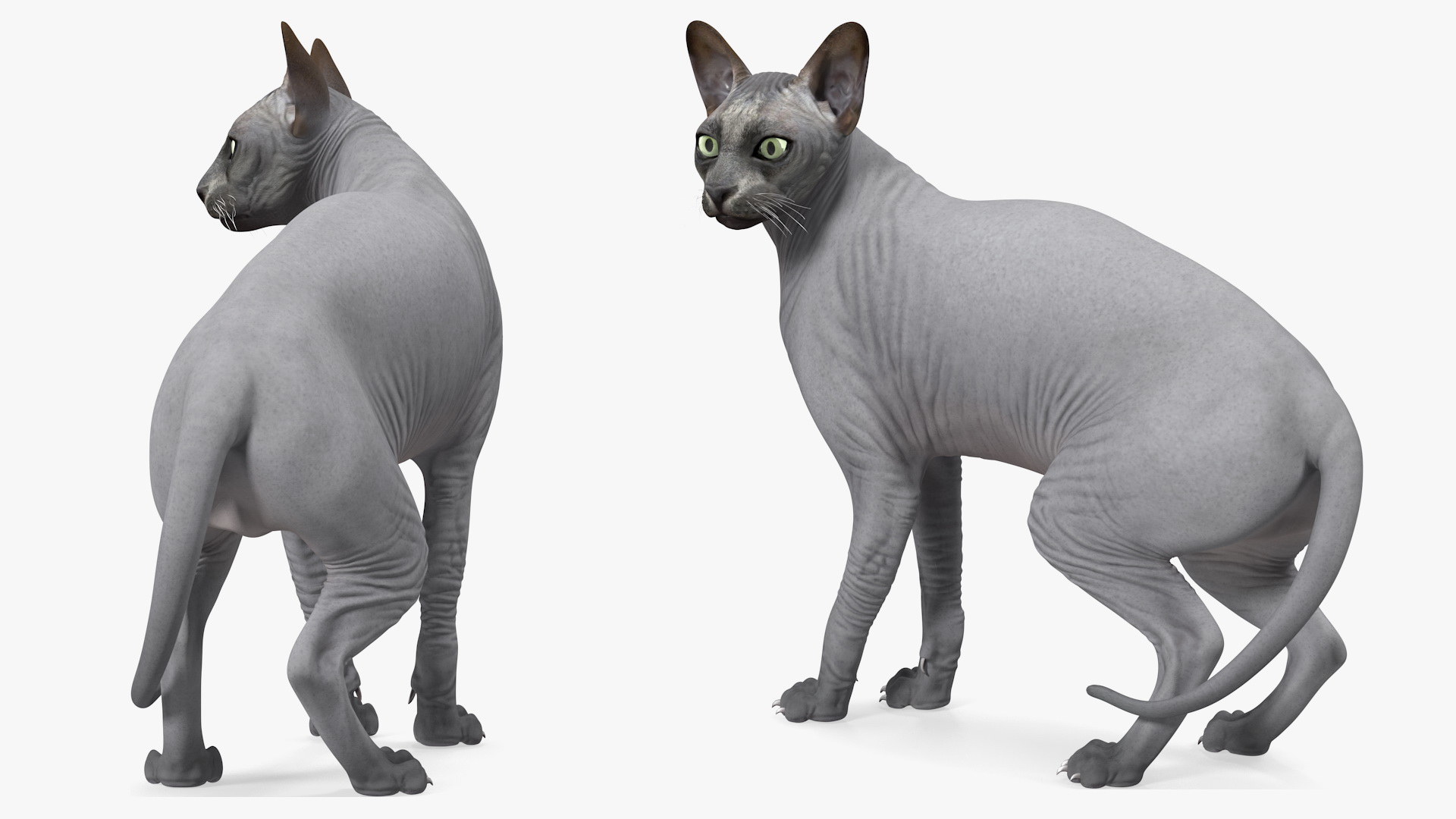 3D Sphynx Cat Black