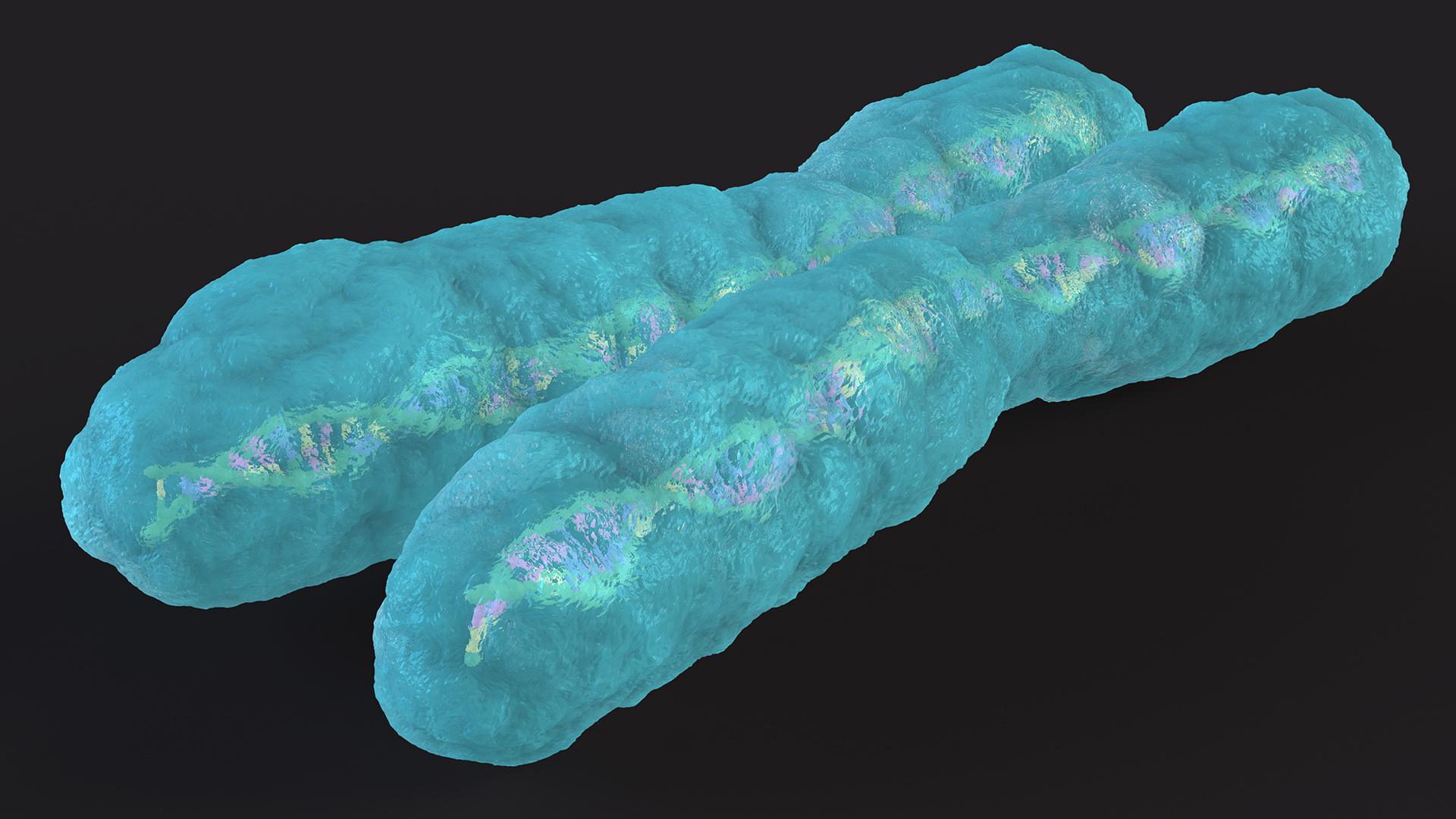 3D Human X Chromosome model