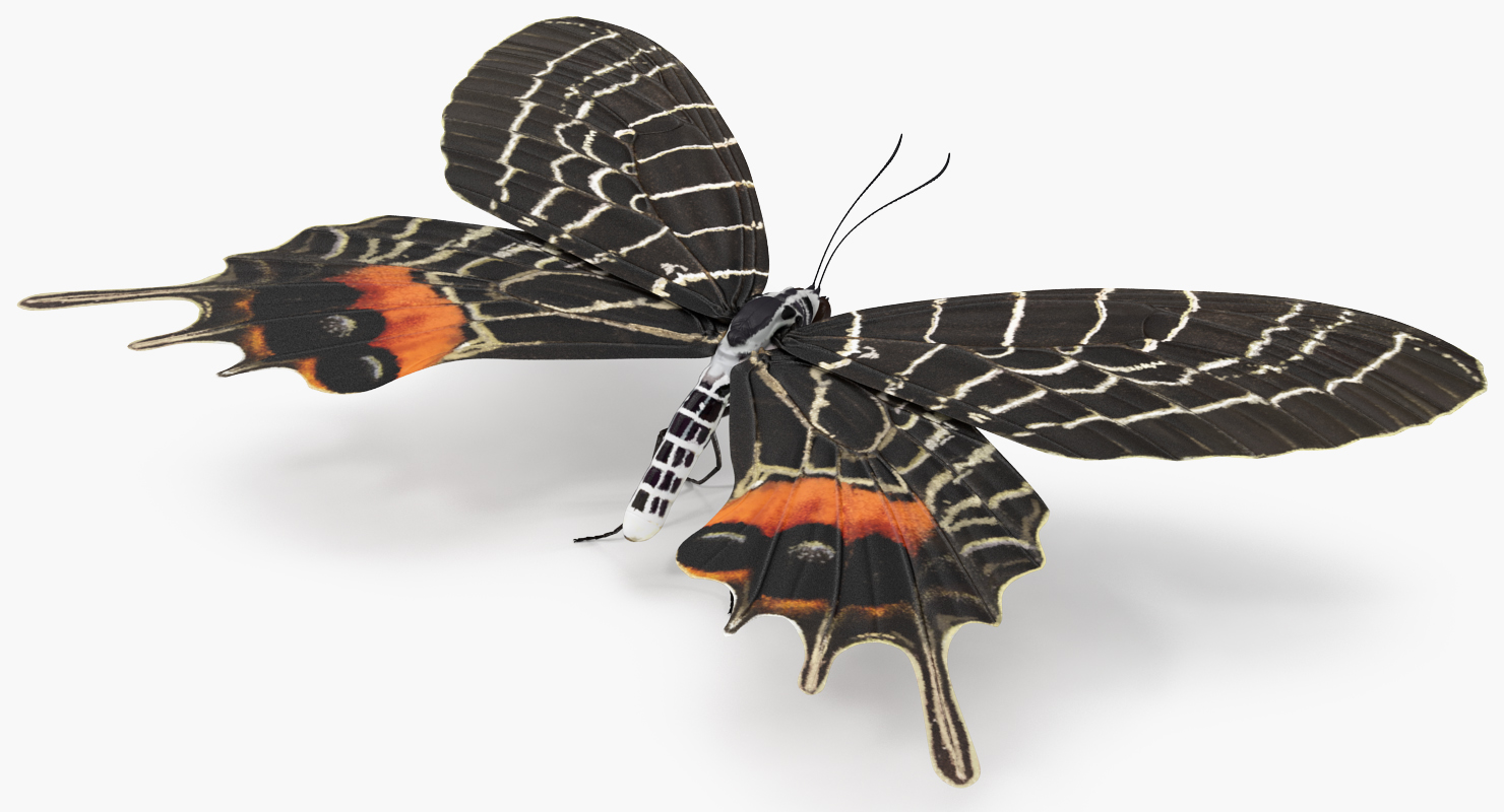 Bhutan Glory Butterfly 3D