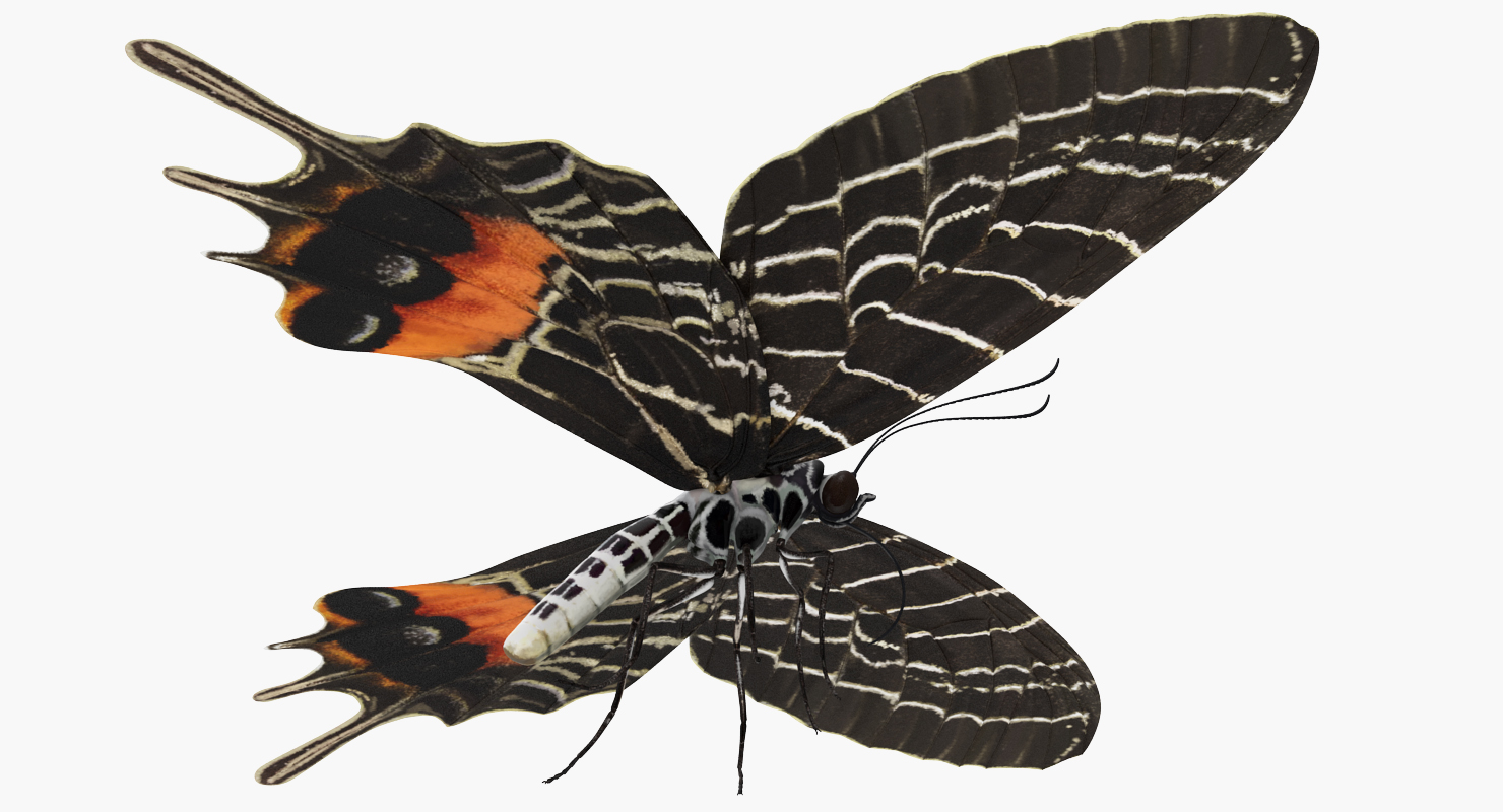 Bhutan Glory Butterfly 3D