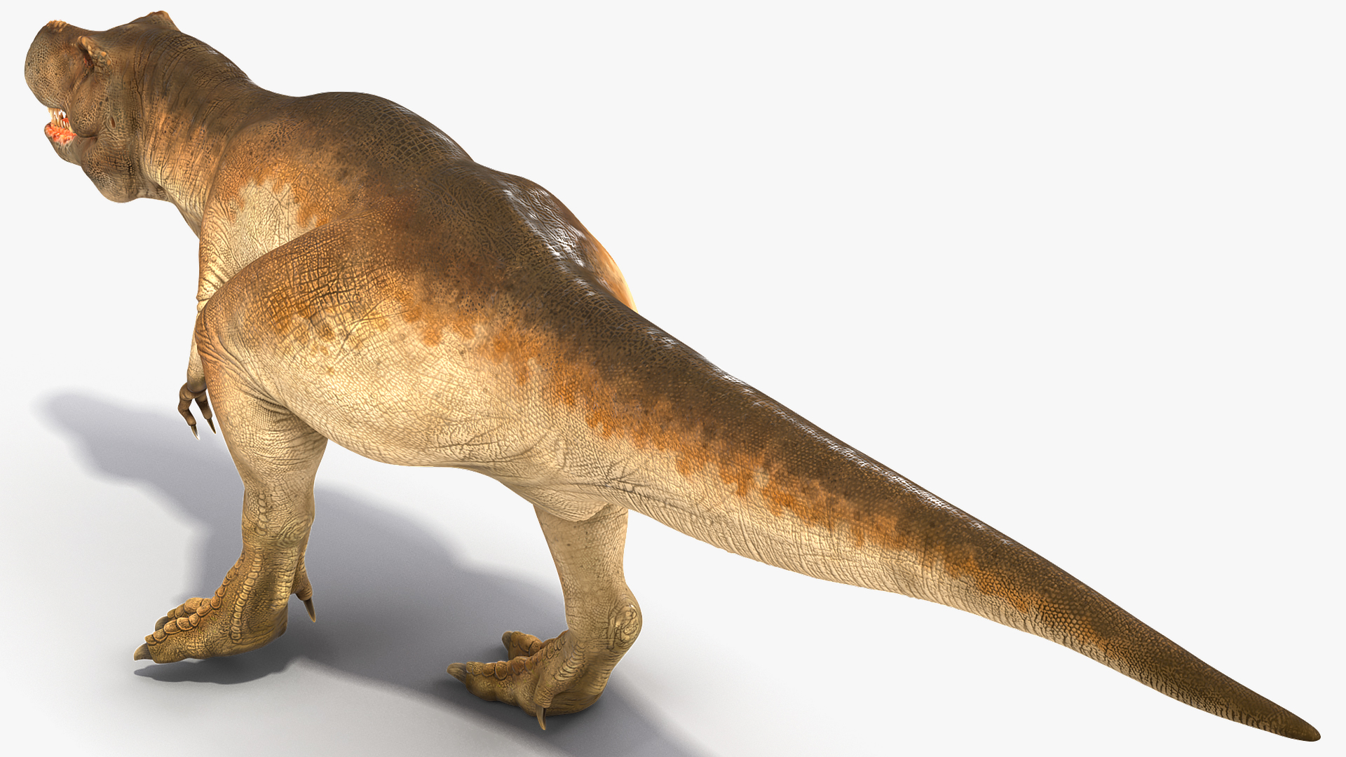 3D Animated Tyrannosaurus Rex Walking Rigged