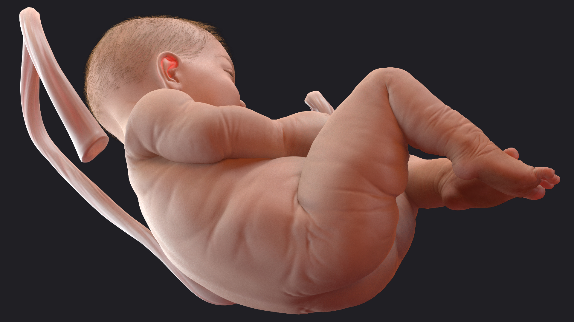 3D Baby Boy at 38 Weeks Fur Rigged