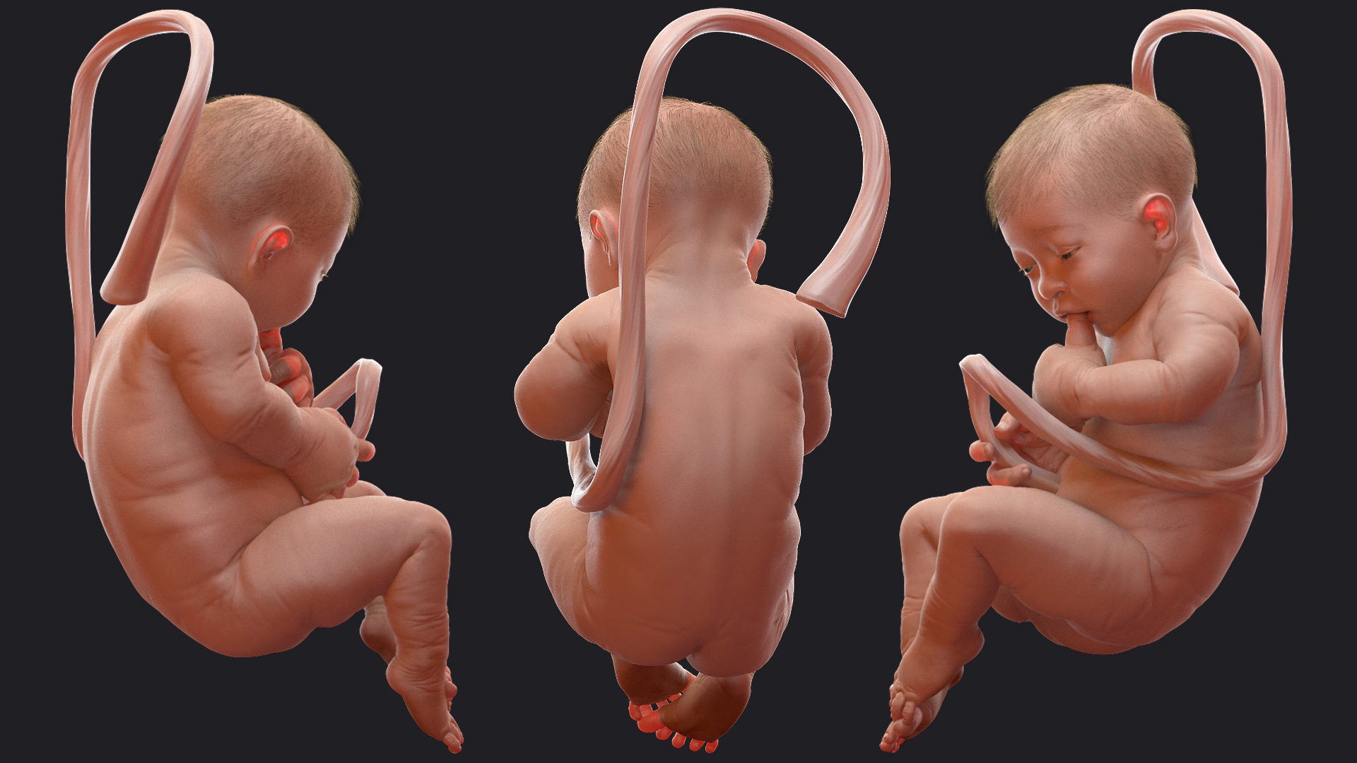 3D Baby Boy at 38 Weeks Fur Rigged