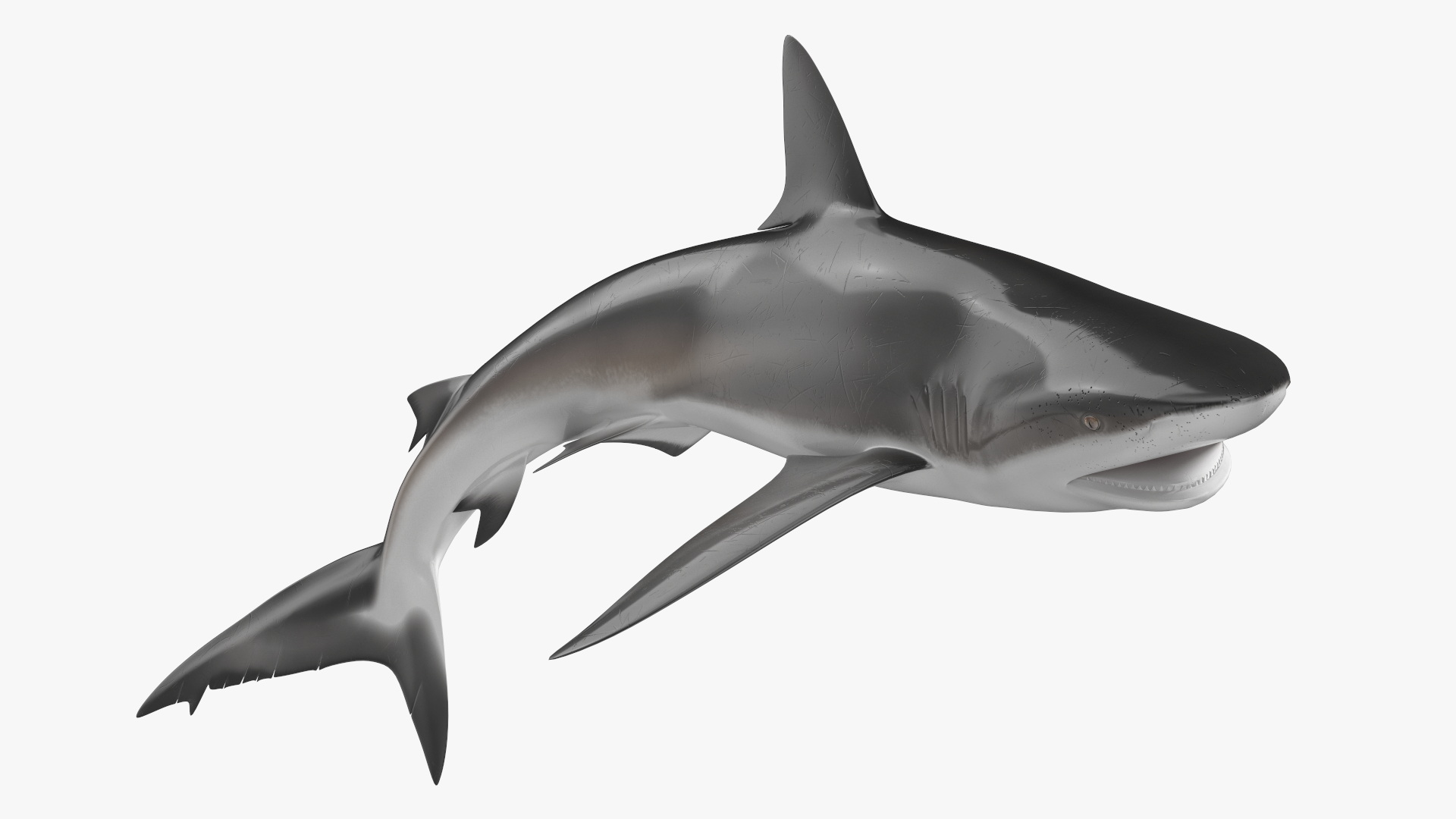 3D Realistic Dusky Shark Rigged model