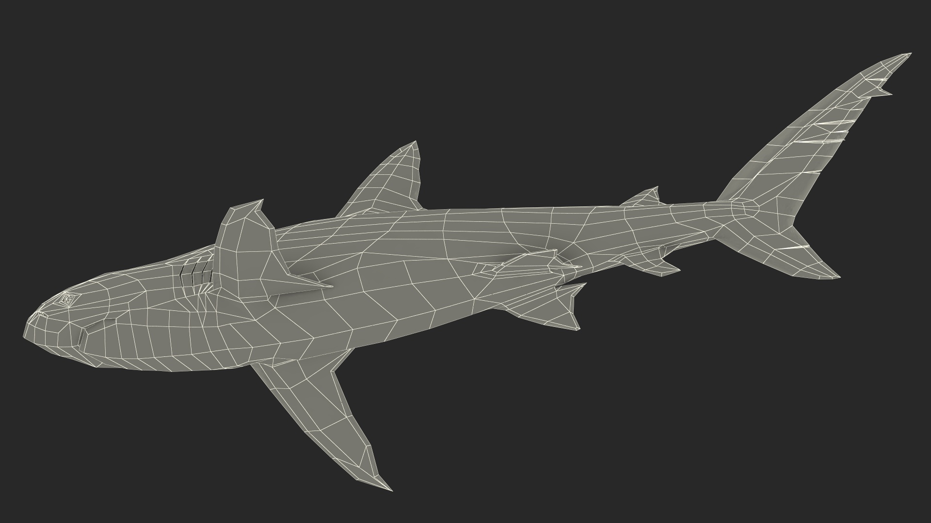 3D Realistic Dusky Shark Rigged model