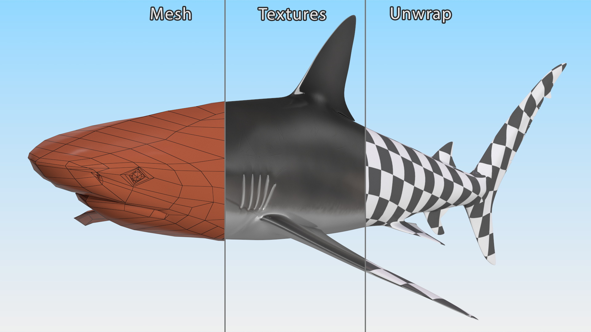 3D Realistic Dusky Shark Rigged model