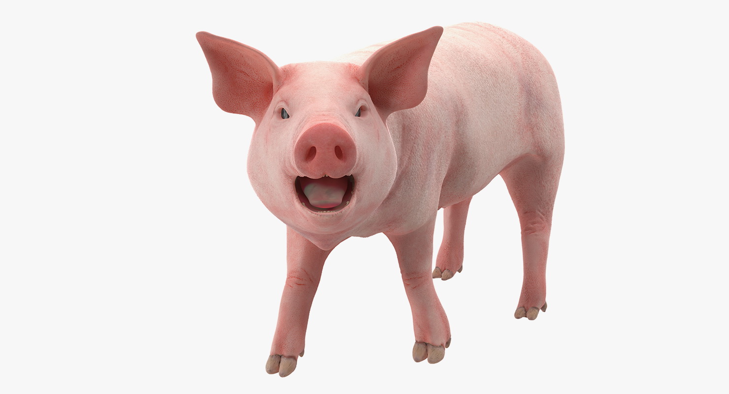 3D Pig Piglet Landrace Rigged