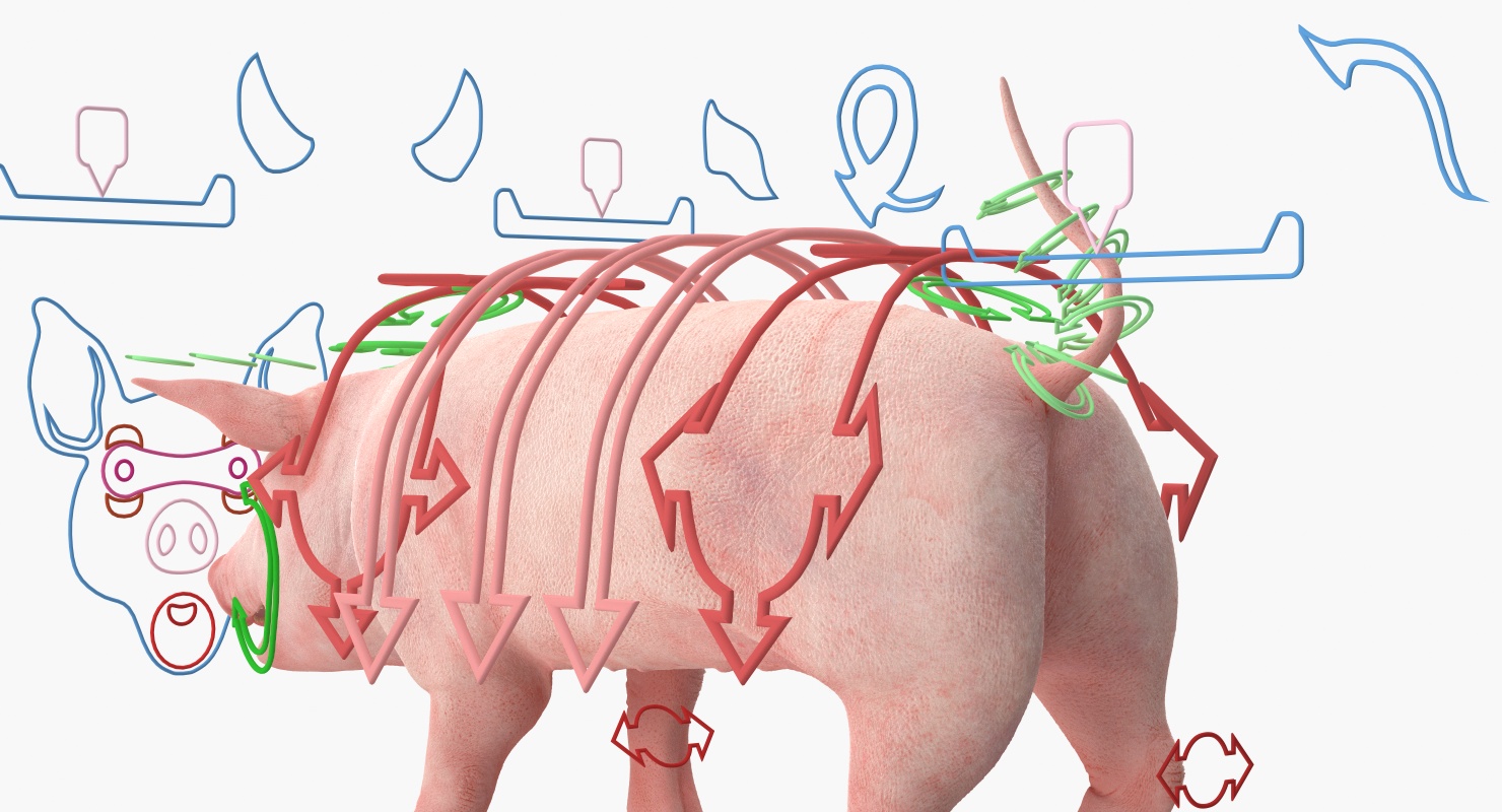 3D Pig Piglet Landrace Rigged