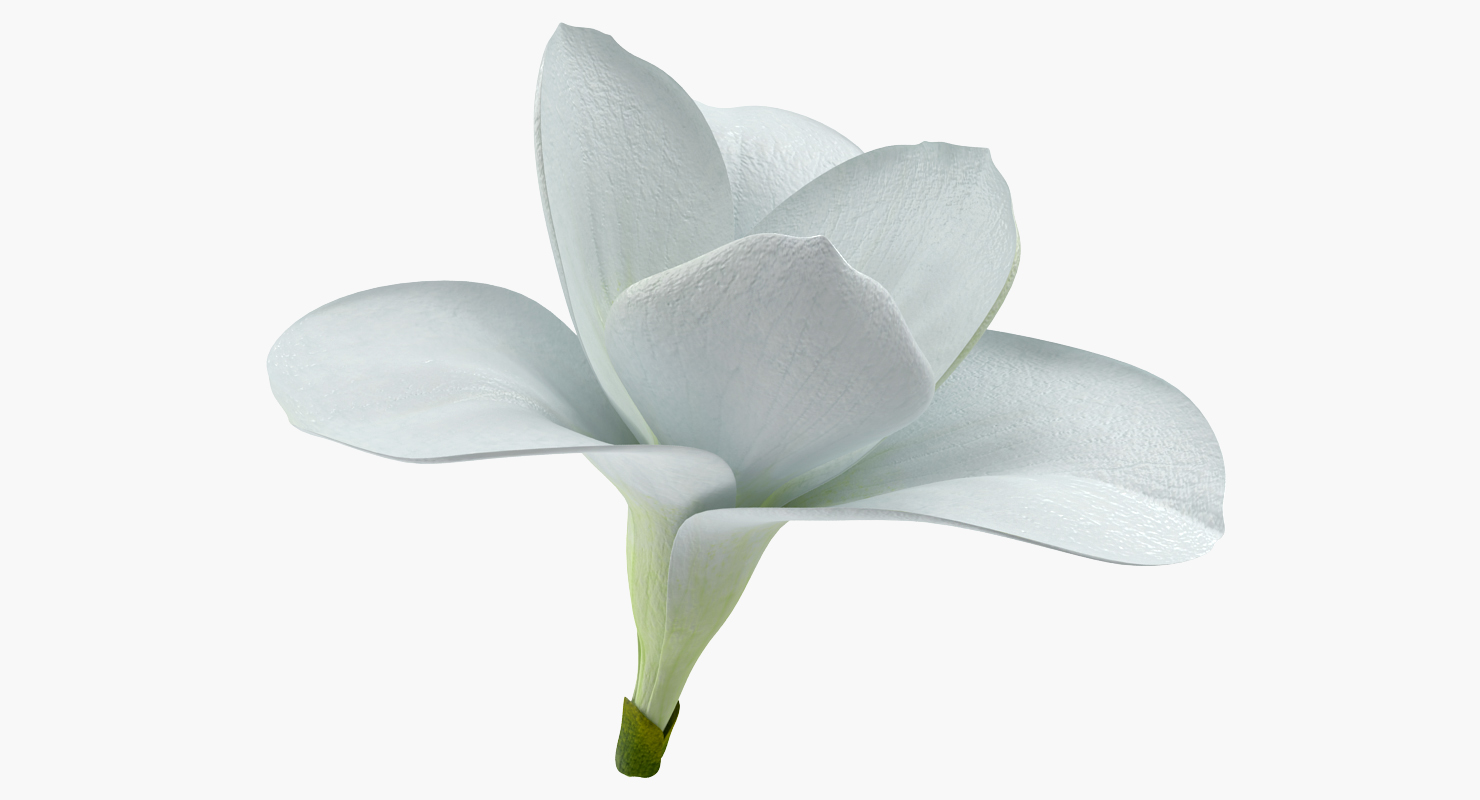 Freesia Flower 3D model