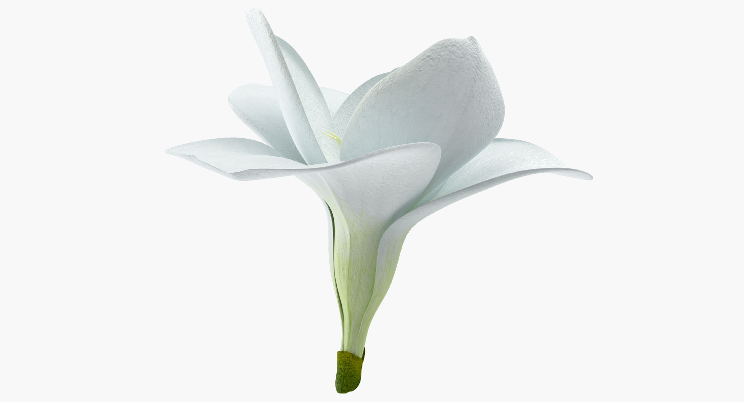 Freesia Flower 3D model