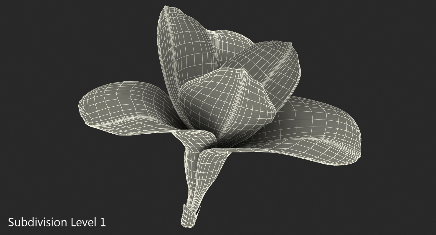 Freesia Flower 3D model