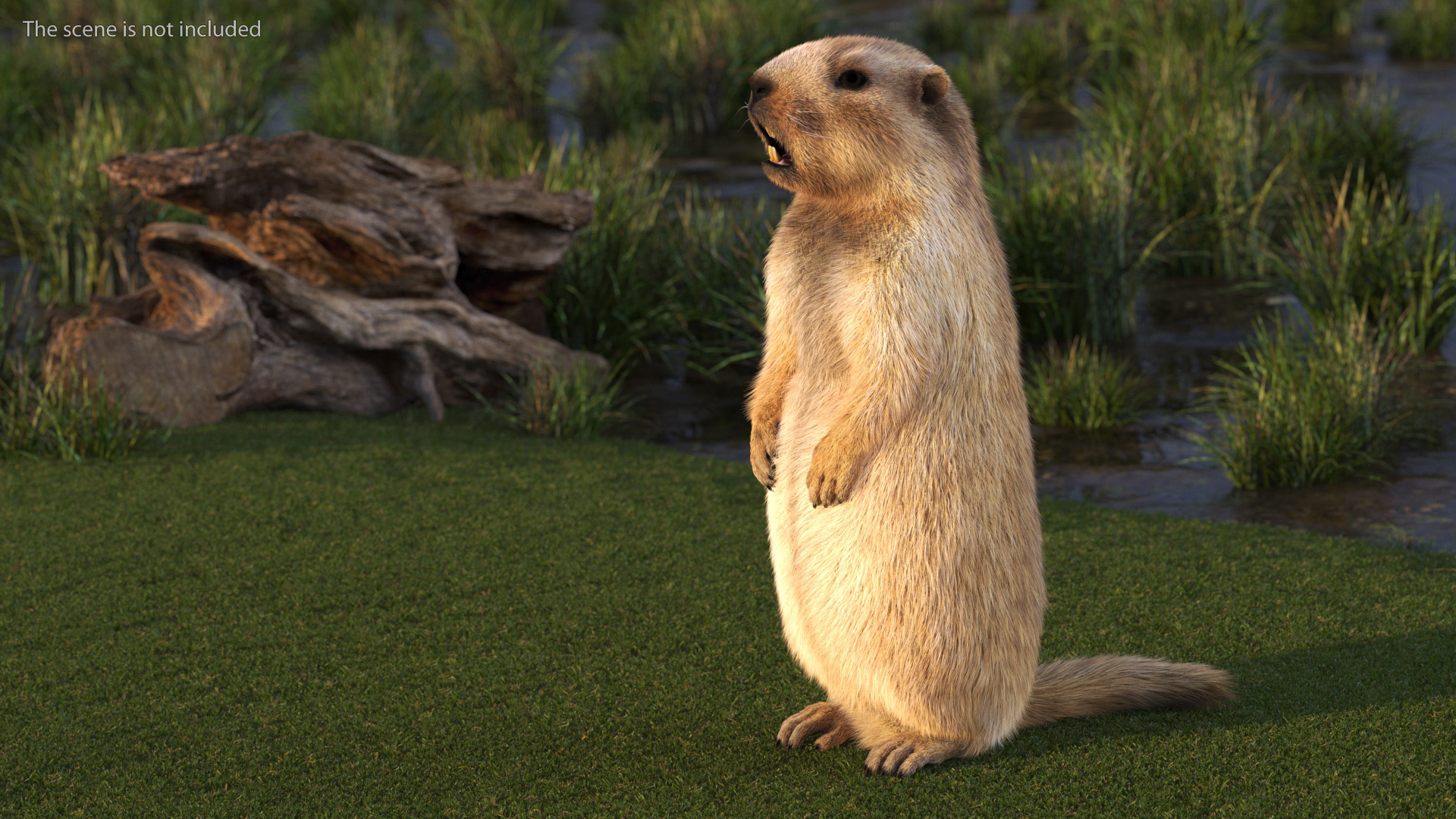 3D model Groundhog Standing on Hind Legs Fur