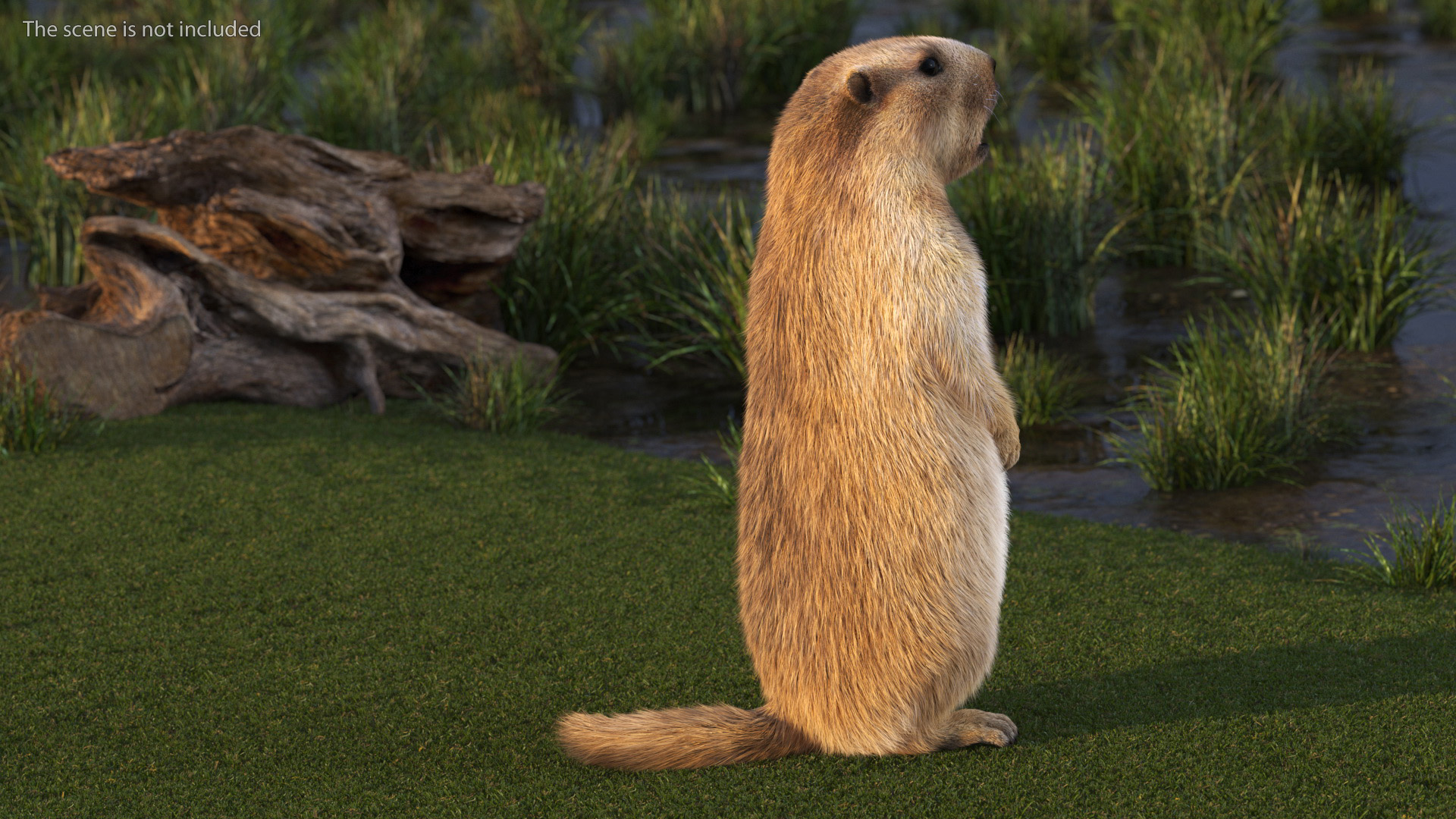 3D model Groundhog Standing on Hind Legs Fur