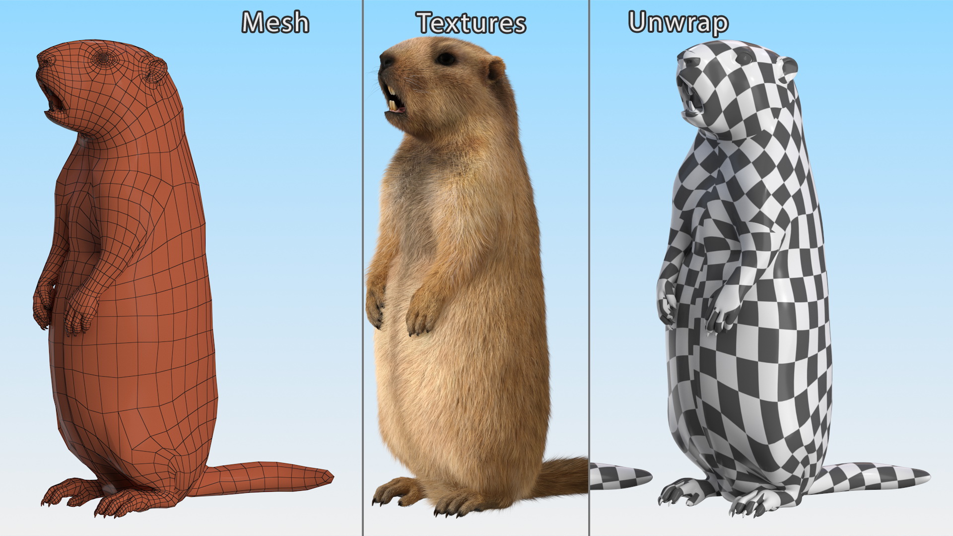 3D model Groundhog Standing on Hind Legs Fur