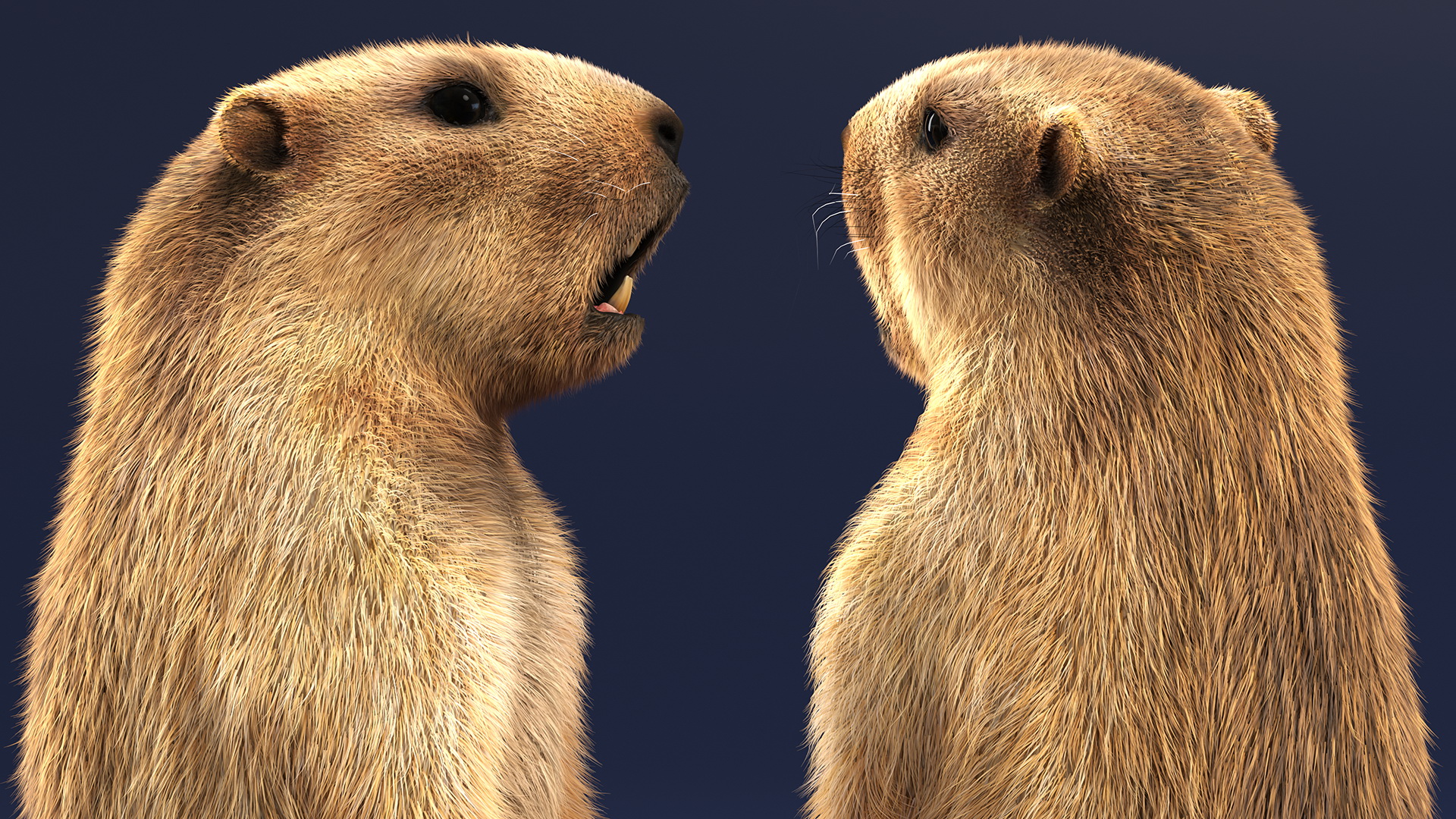 3D model Groundhog Standing on Hind Legs Fur