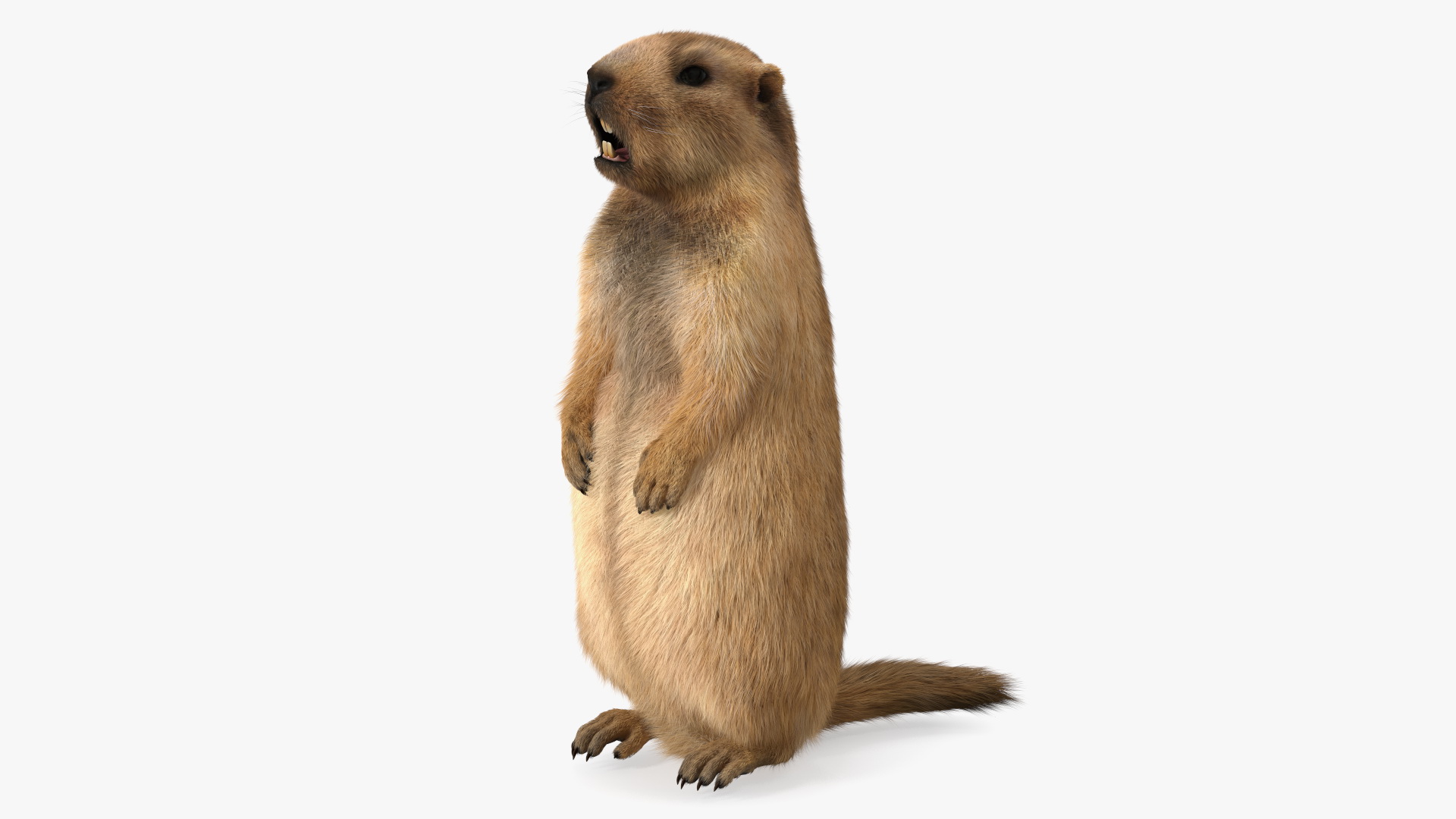 3D model Groundhog Standing on Hind Legs Fur