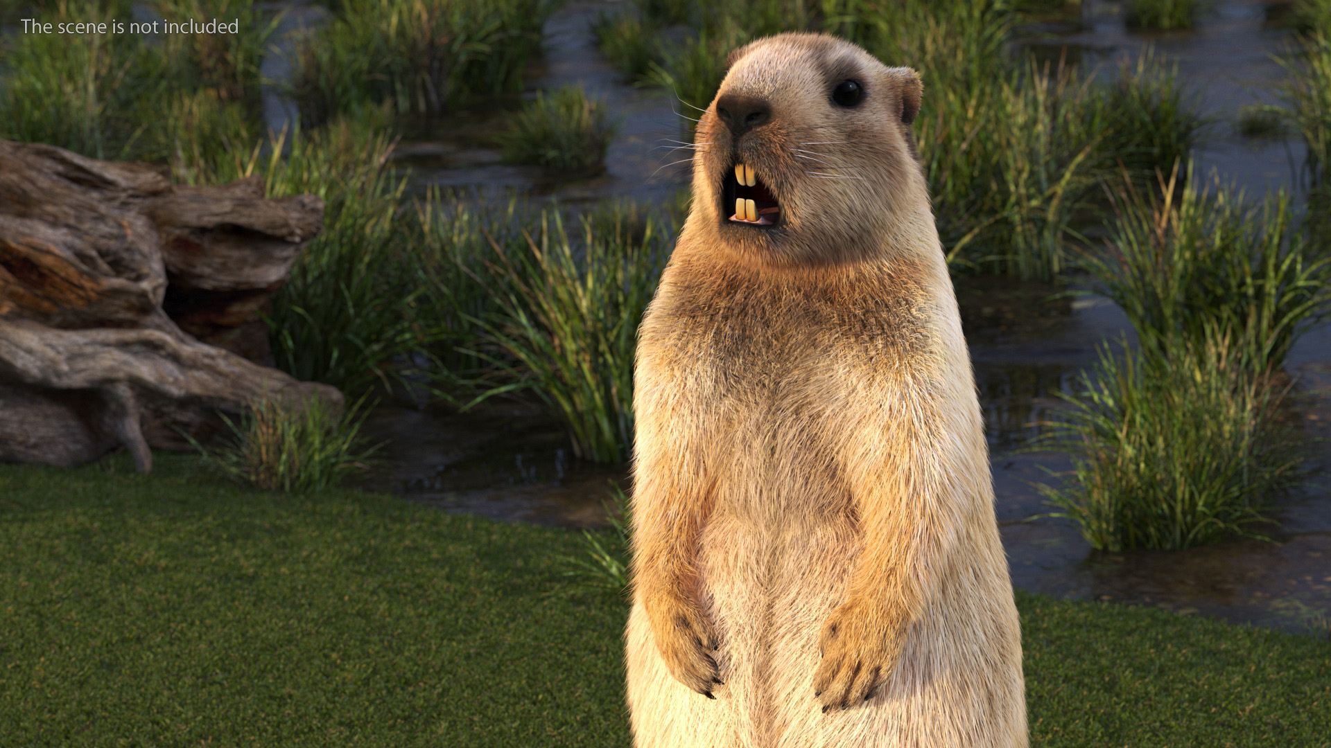 3D model Groundhog Standing on Hind Legs Fur