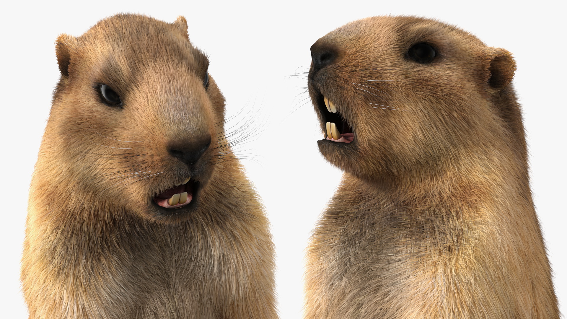 3D model Groundhog Standing on Hind Legs Fur