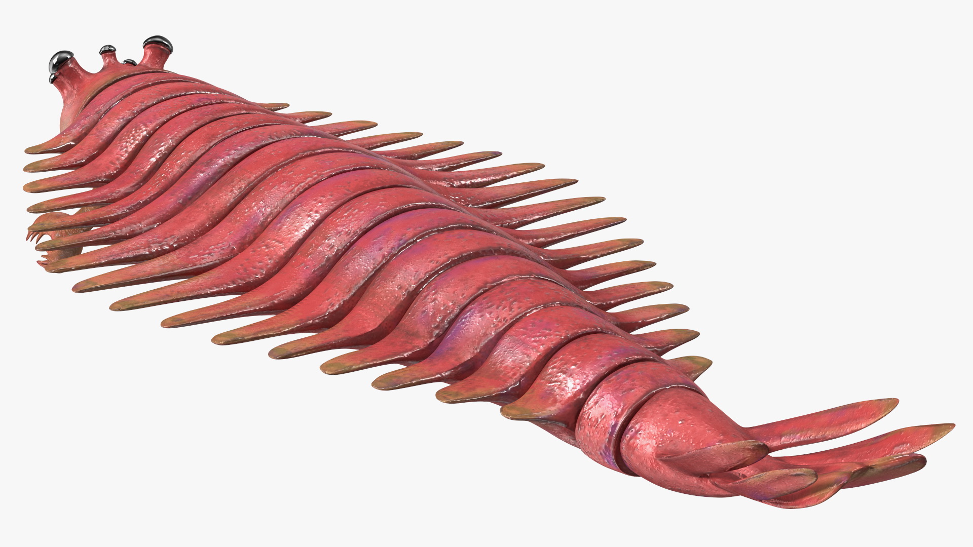 3D Pink Opabinia model