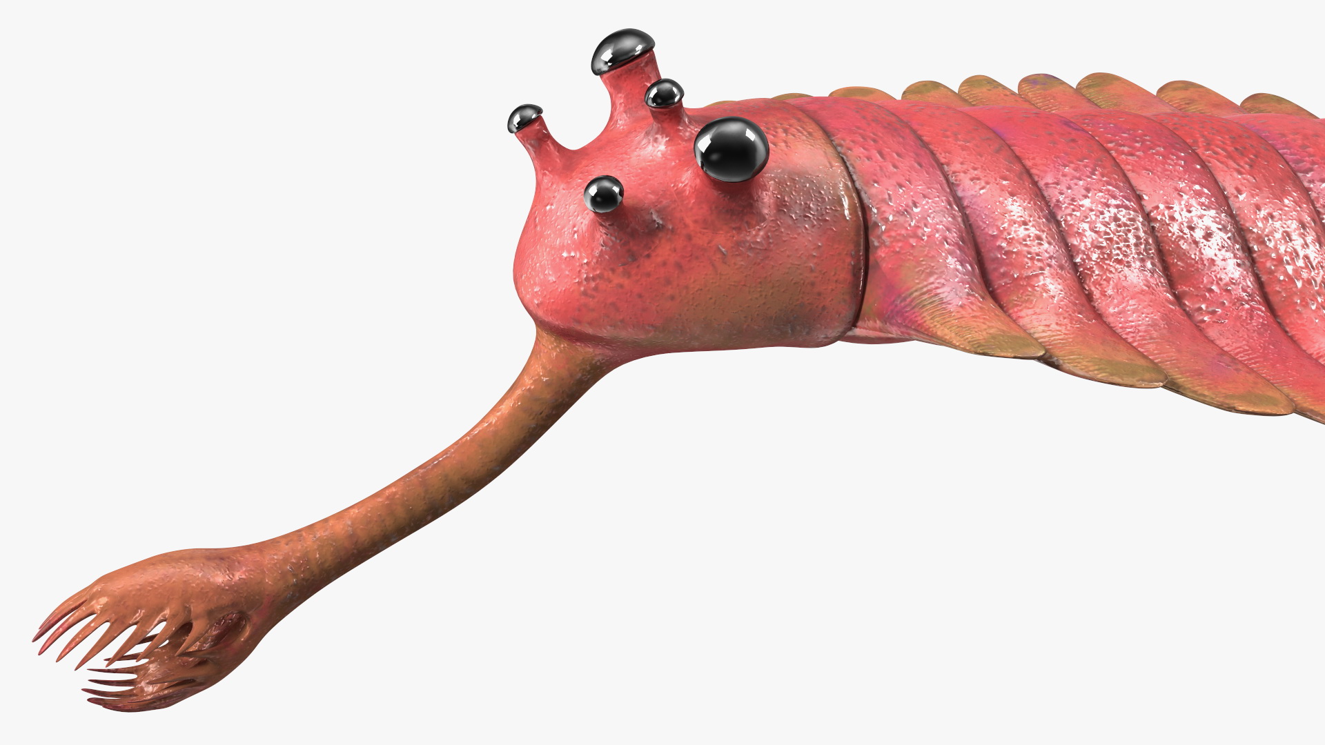 3D Pink Opabinia model