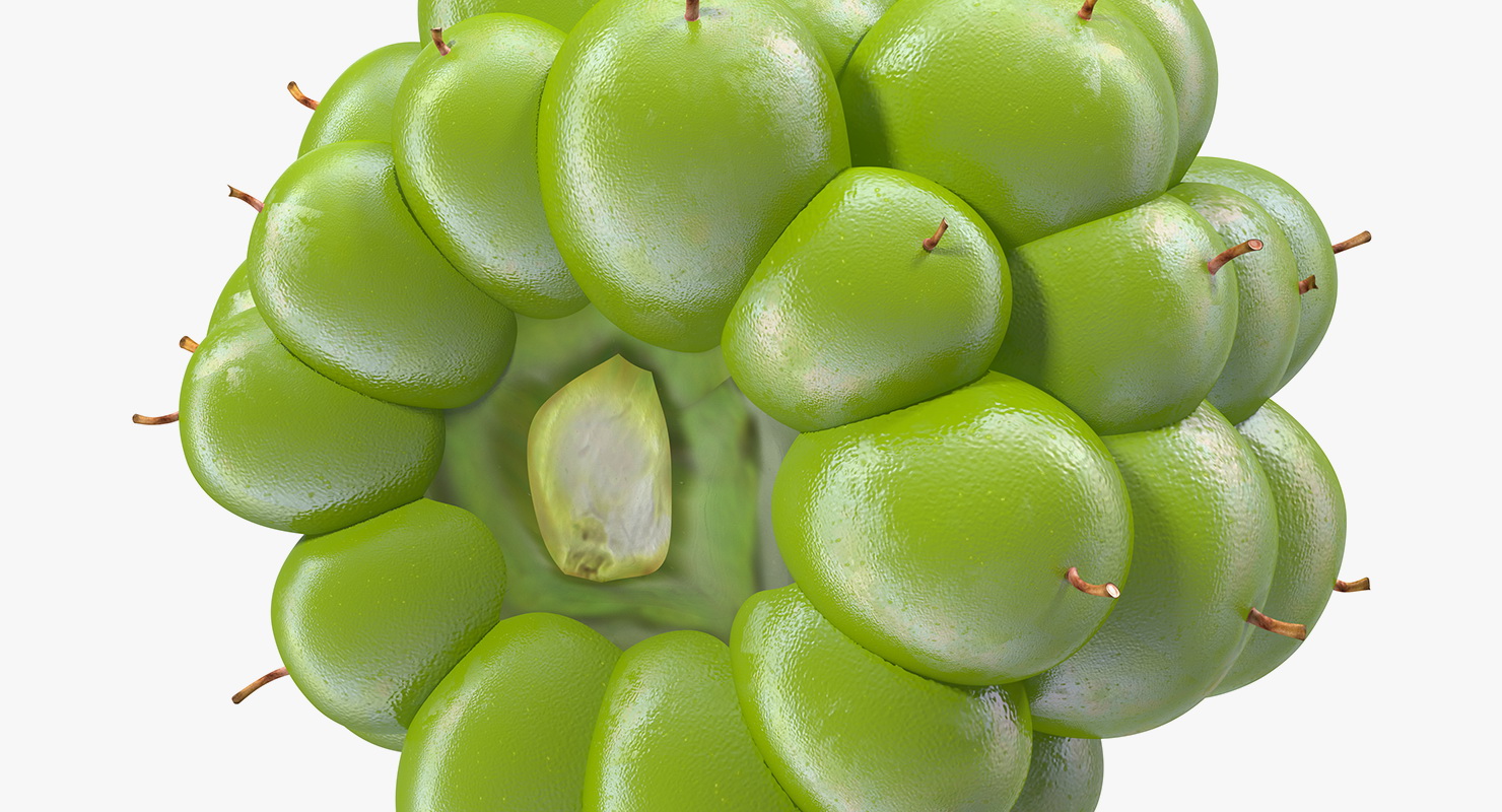 Unripe Green Blackberry Fruit 3D model