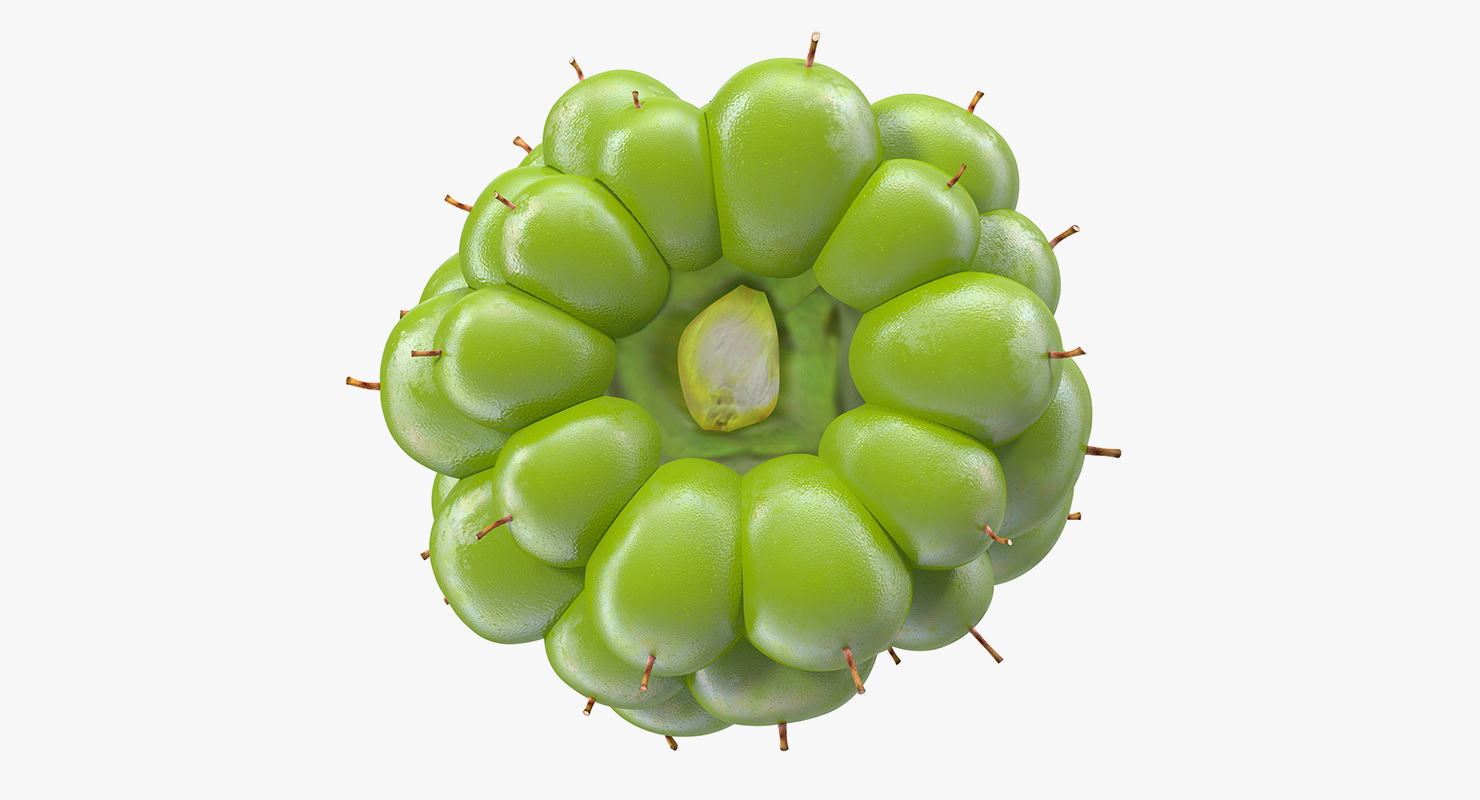 Unripe Green Blackberry Fruit 3D model