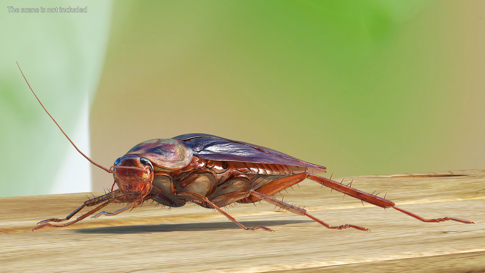 3D Red Flying Cockroach Rigged for Maya