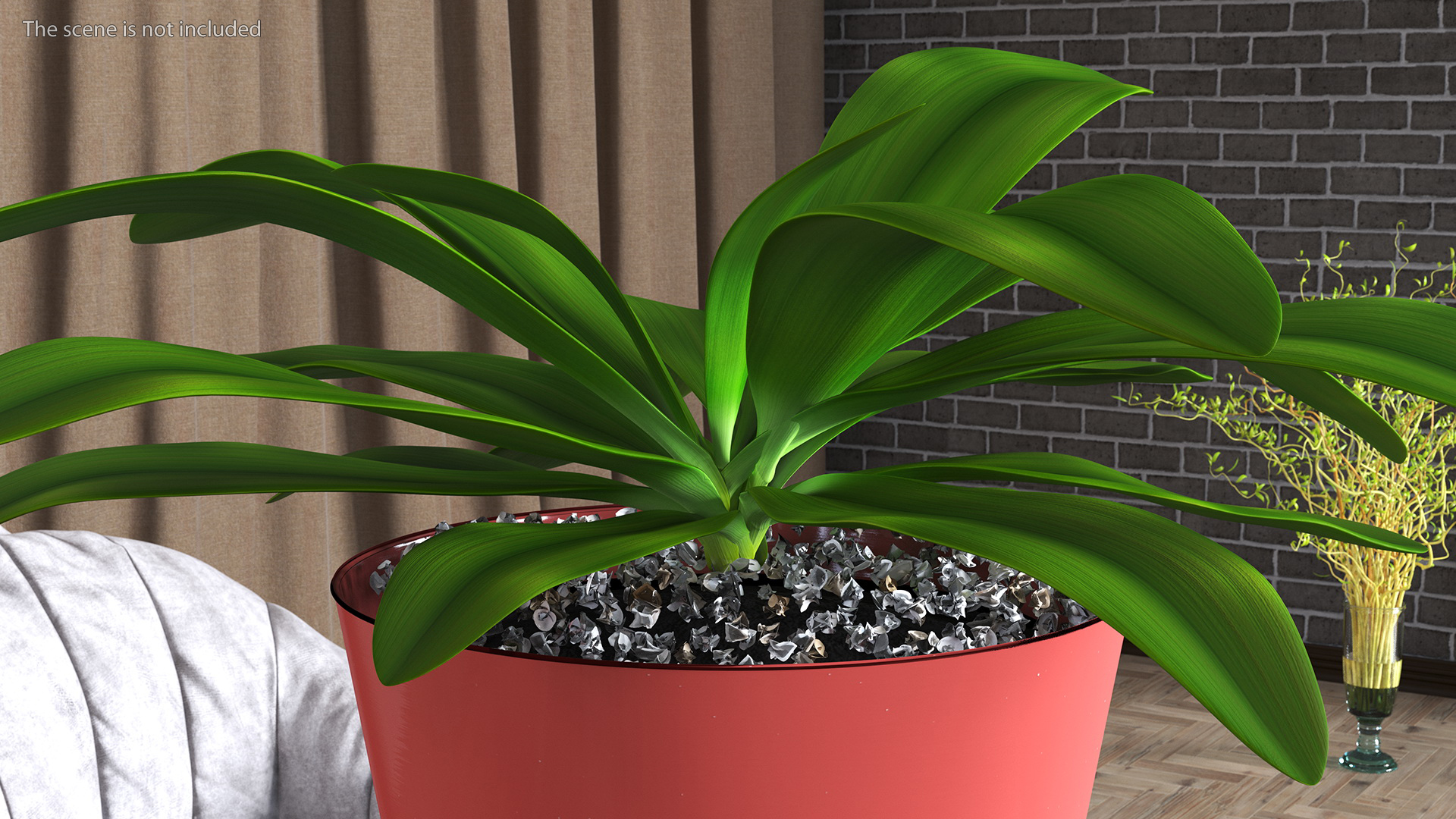 3D Tropical Plant Glauca Cordyline