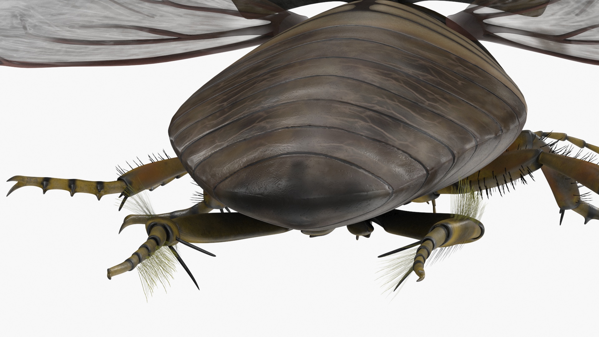 3D Hygrobia Beetle Brown Flying model