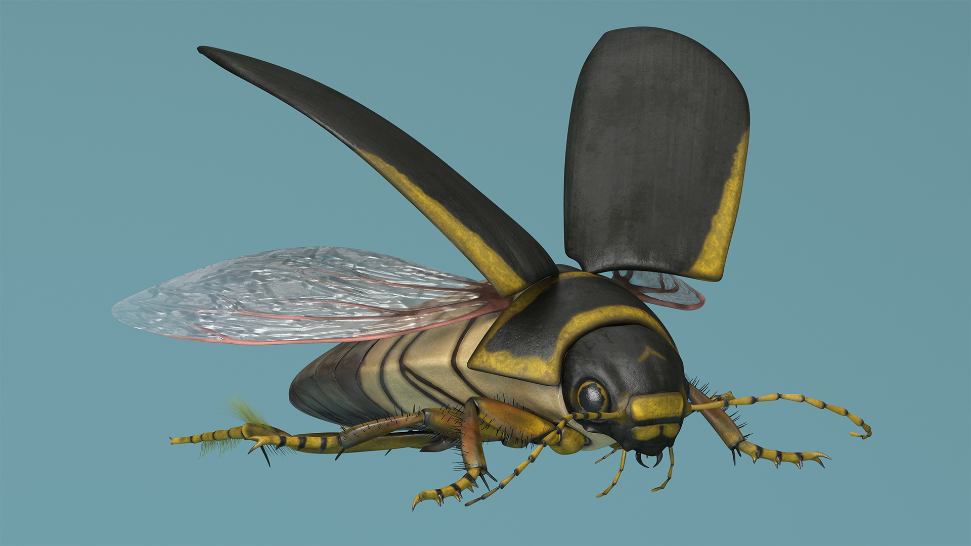 3D Hygrobia Beetle Brown Flying model